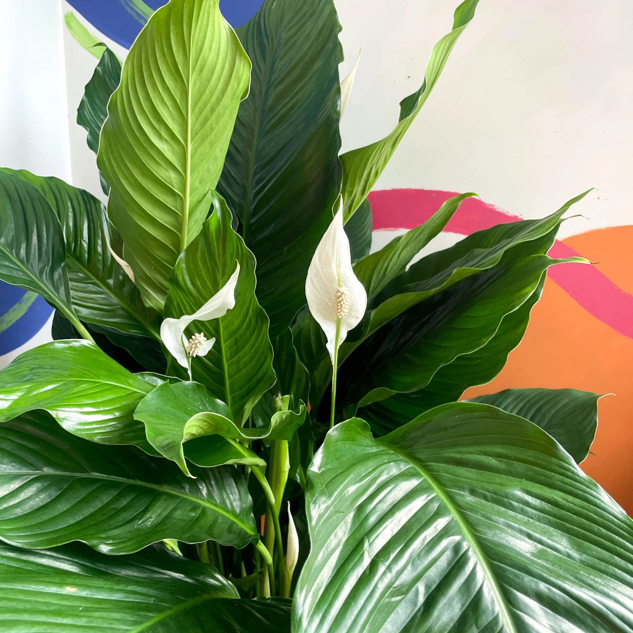 Spathiphyllum 'Sweet Sebastiano' - Peace Lily - Image 2