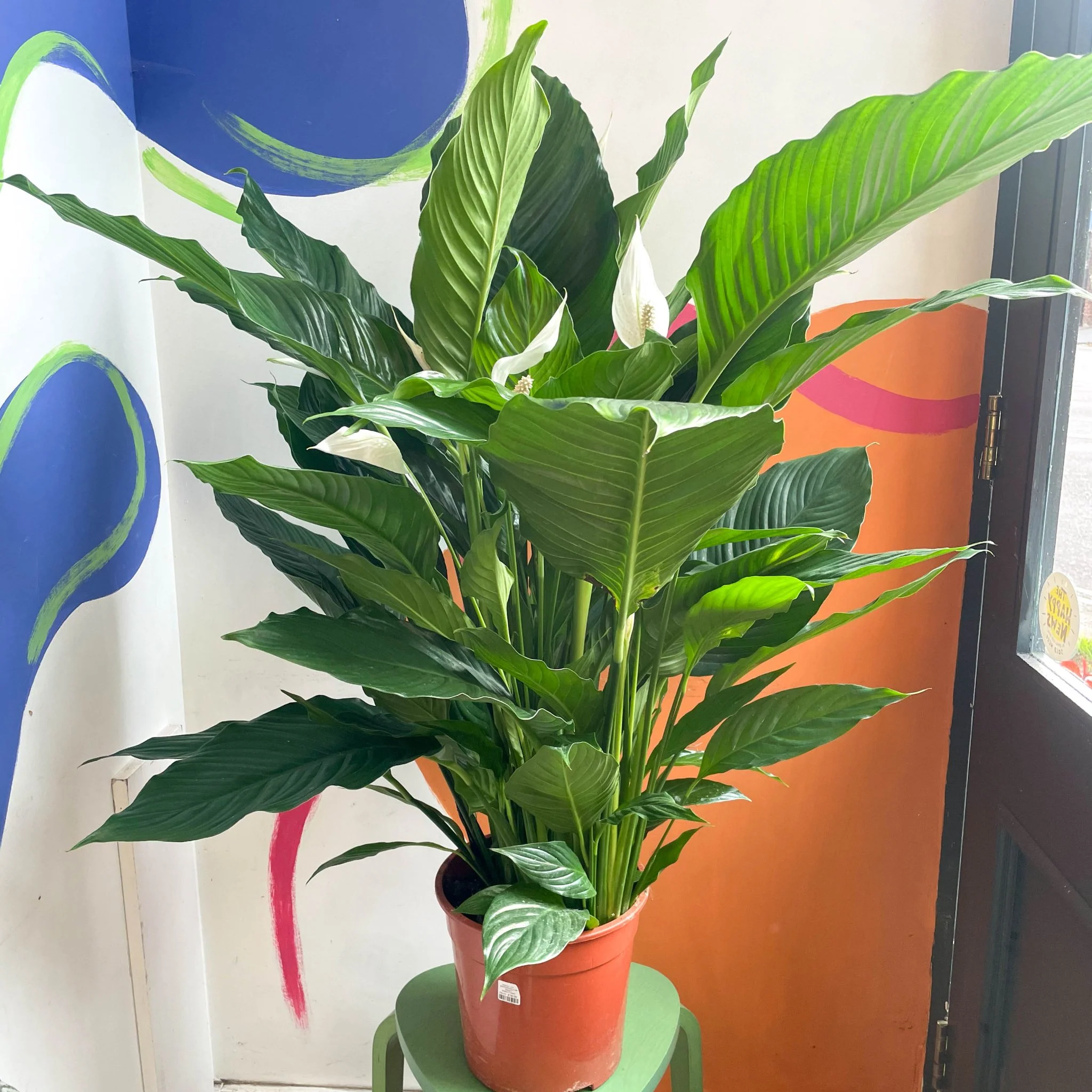 Spathiphyllum 'Sweet Sebastiano' - Peace Lily - Image 3