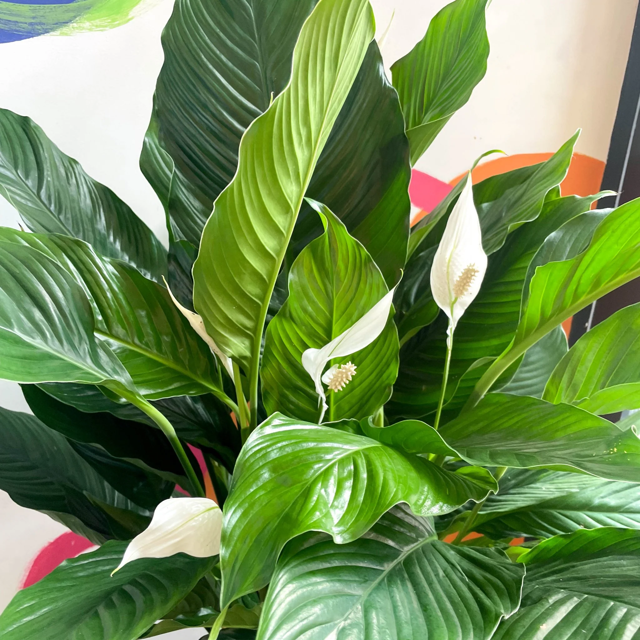 Spathiphyllum 'Sweet Sebastiano' - Peace Lily - Image 4