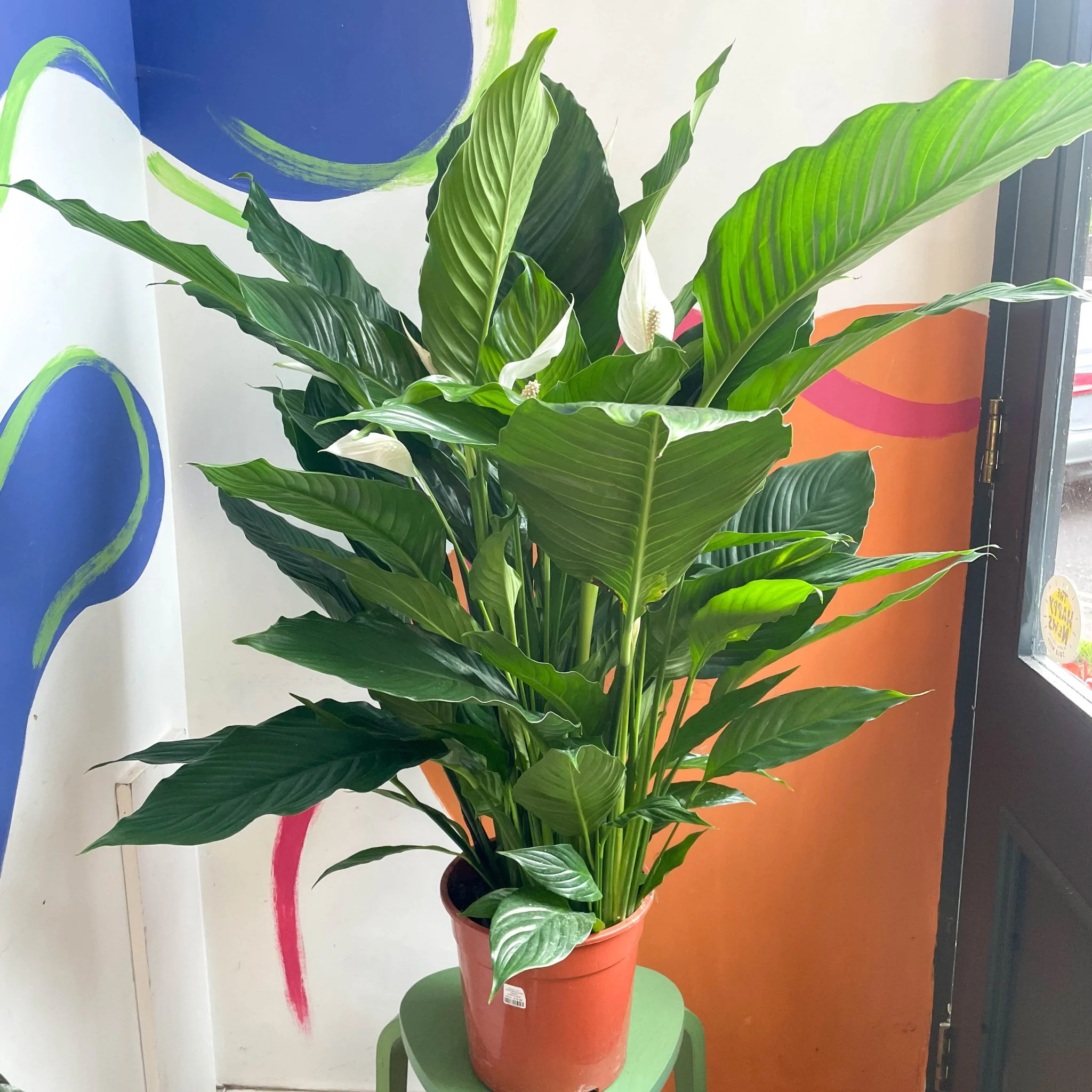 Spathiphyllum 'Sweet Sebastiano' - Peace Lily - Image 5