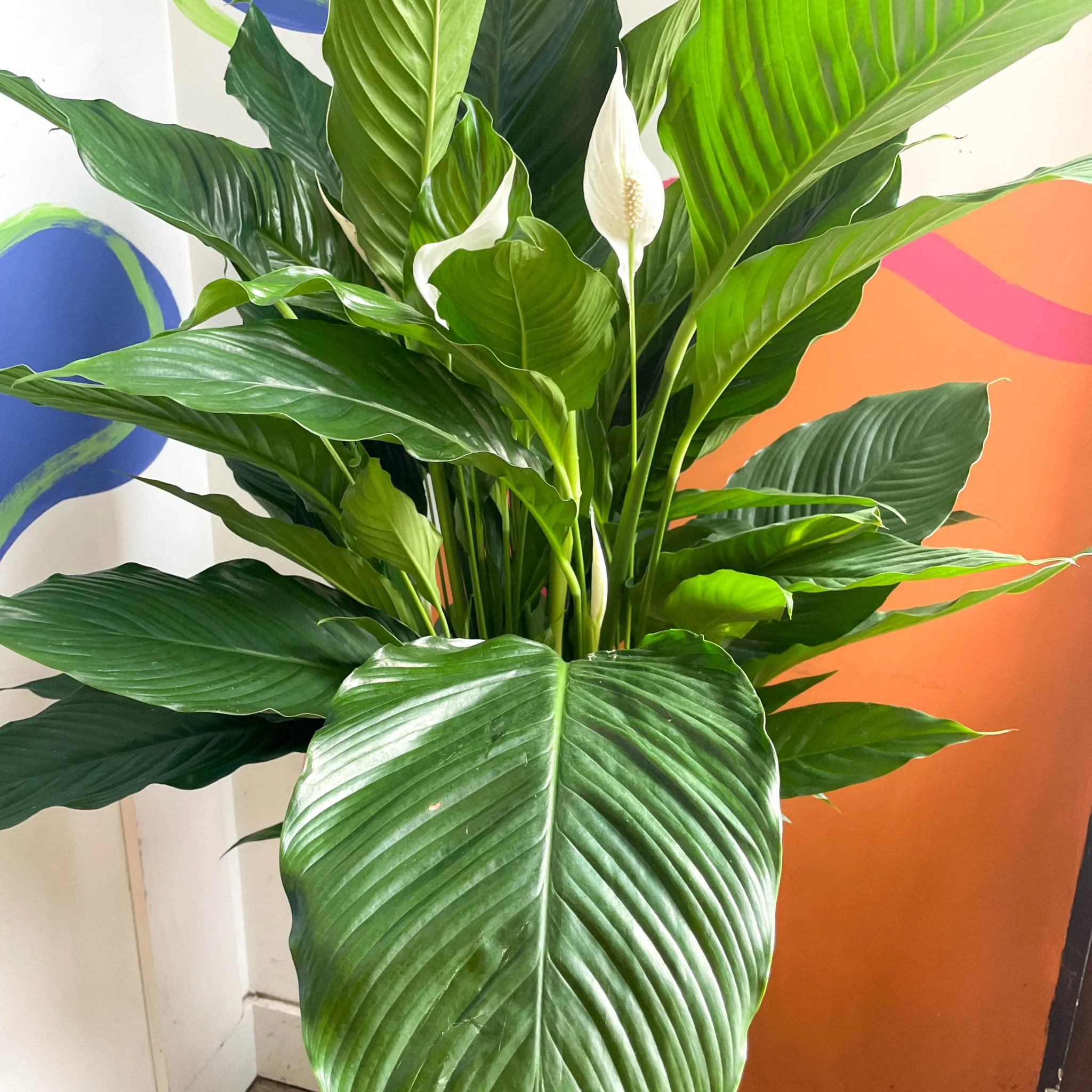 Spathiphyllum 'Sweet Sebastiano' - Peace Lily - Image 6