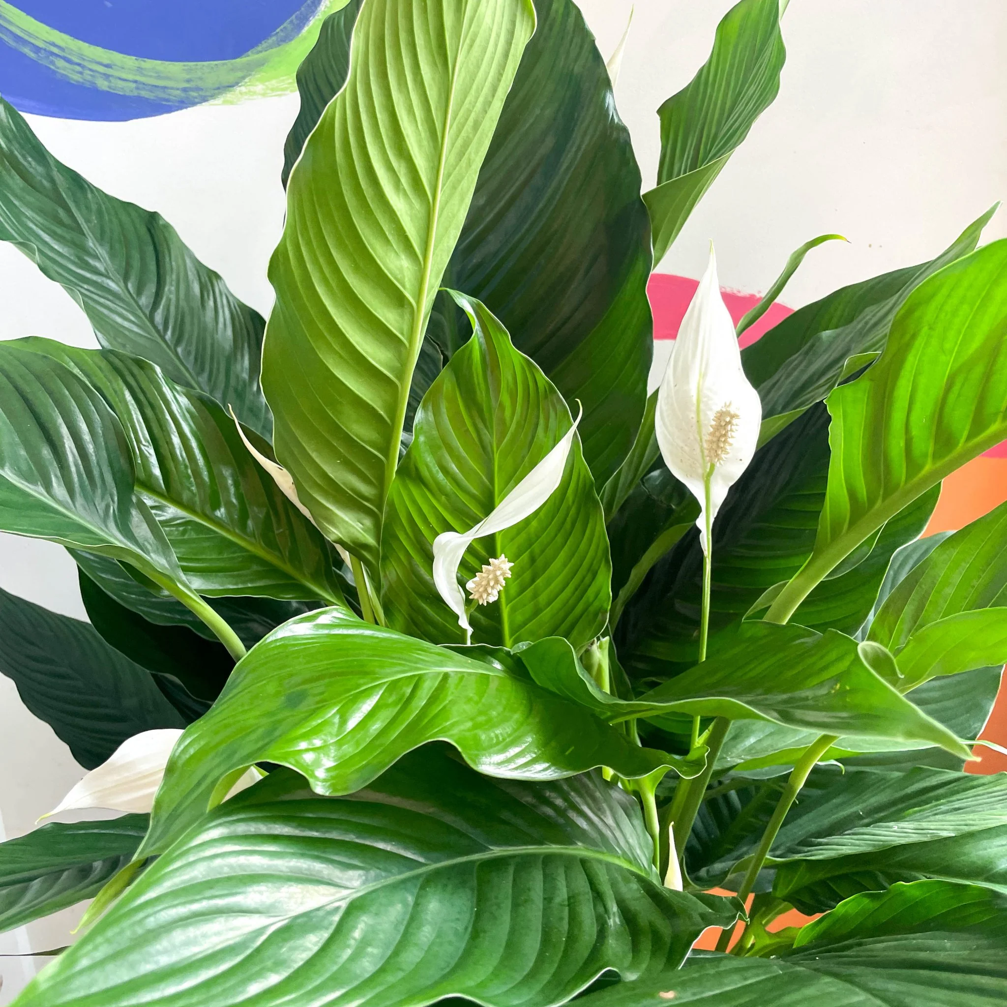 Spathiphyllum 'Sweet Sebastiano' - Peace Lily - Image 7