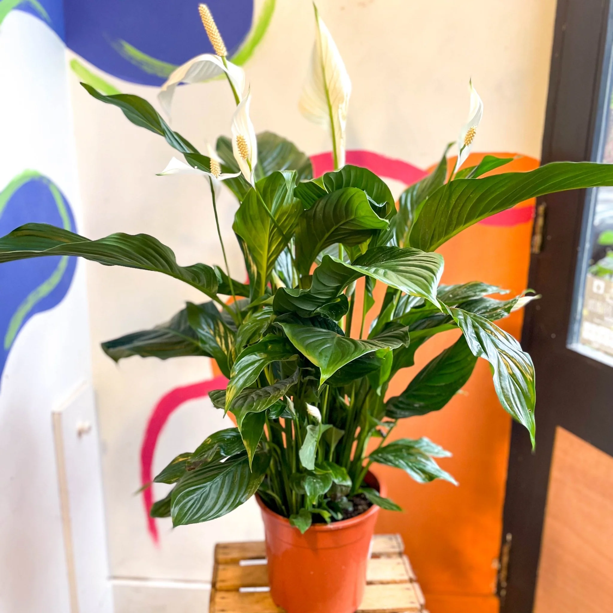 Spathiphyllum 'Sweet Silvana' - Peace Lily - Image 11