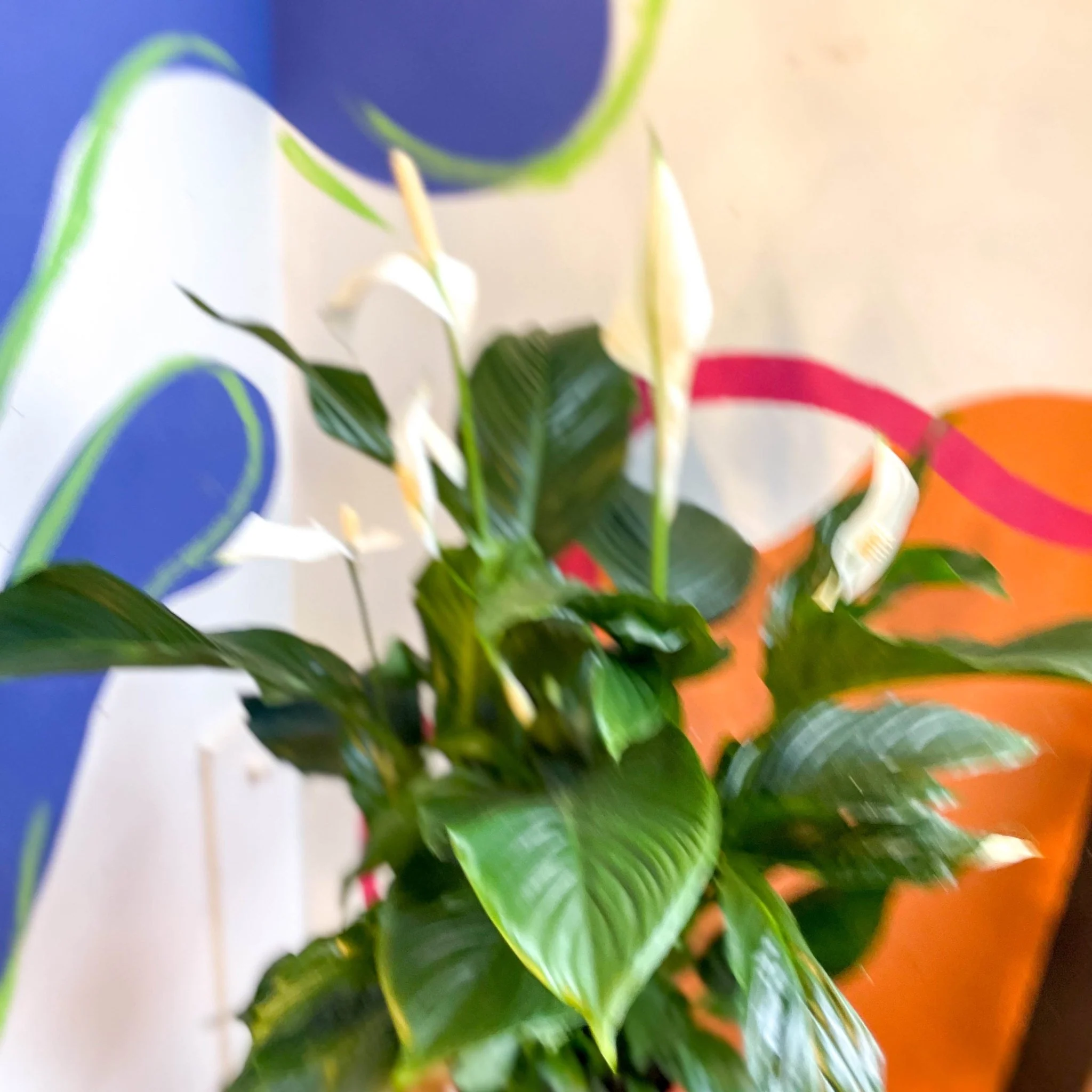 Spathiphyllum 'Sweet Silvana' - Peace Lily - Image 4