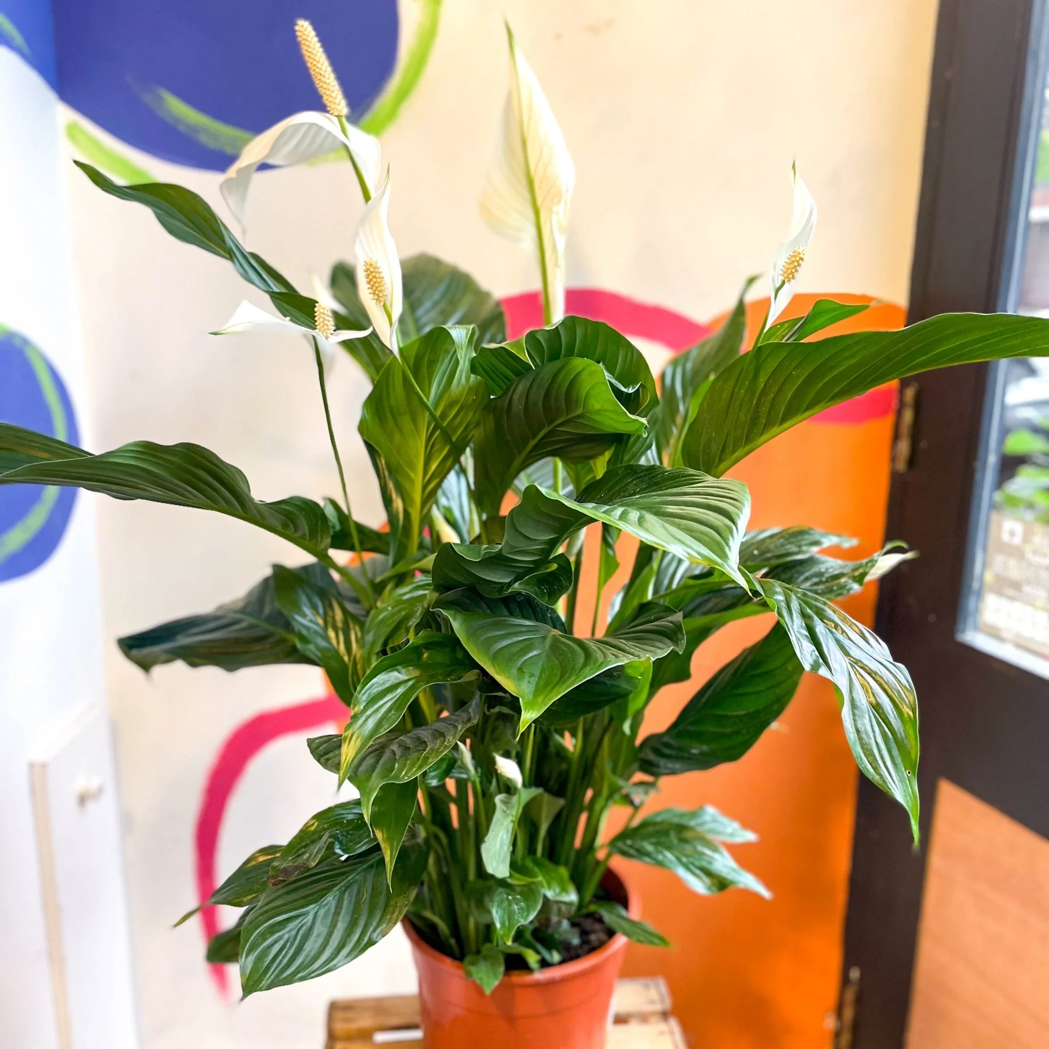 Spathiphyllum 'Sweet Silvana' - Peace Lily - Image 8