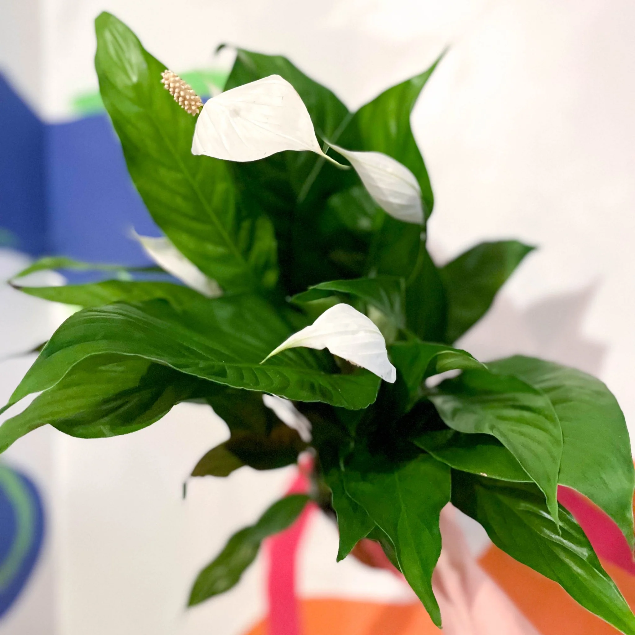 Peace Lily - Spathiphyllum 'Sweet Silvio'