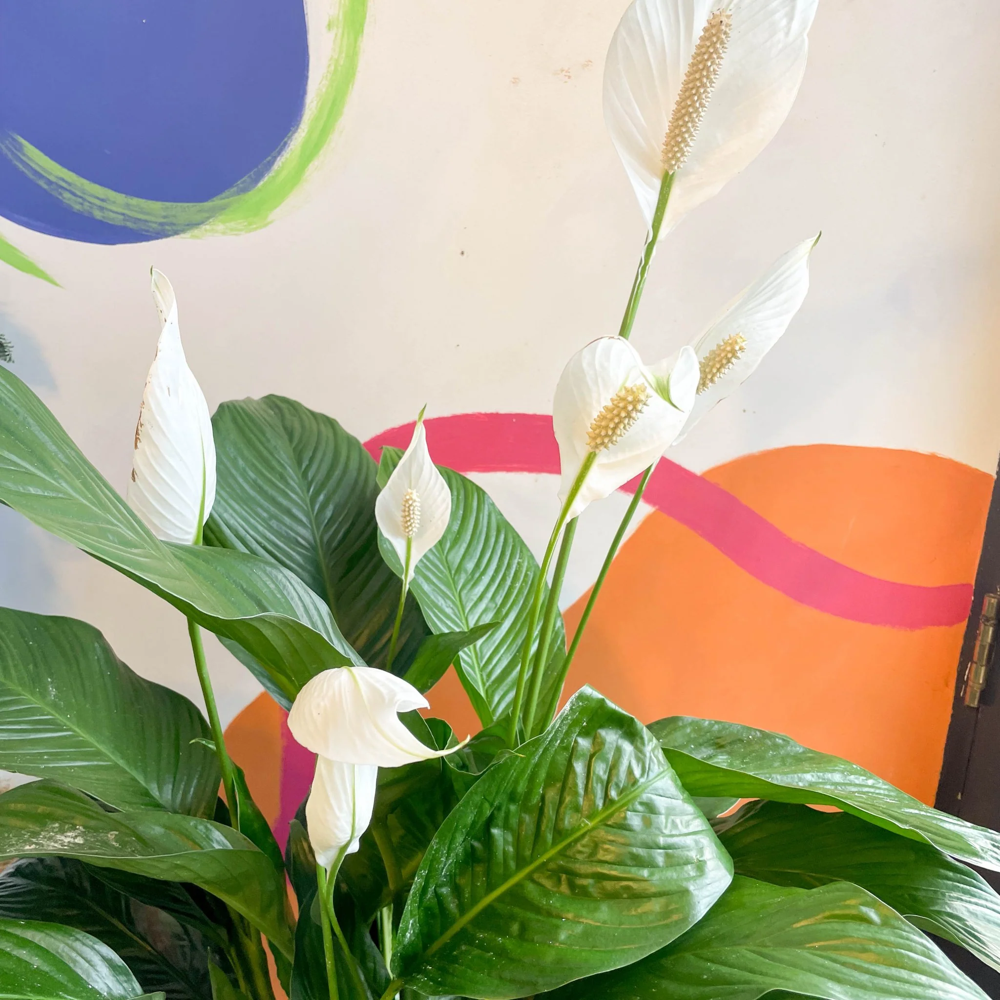 Spathiphyllum wallisii 'Sweet Lauretta' - Peace Lily - Image 2