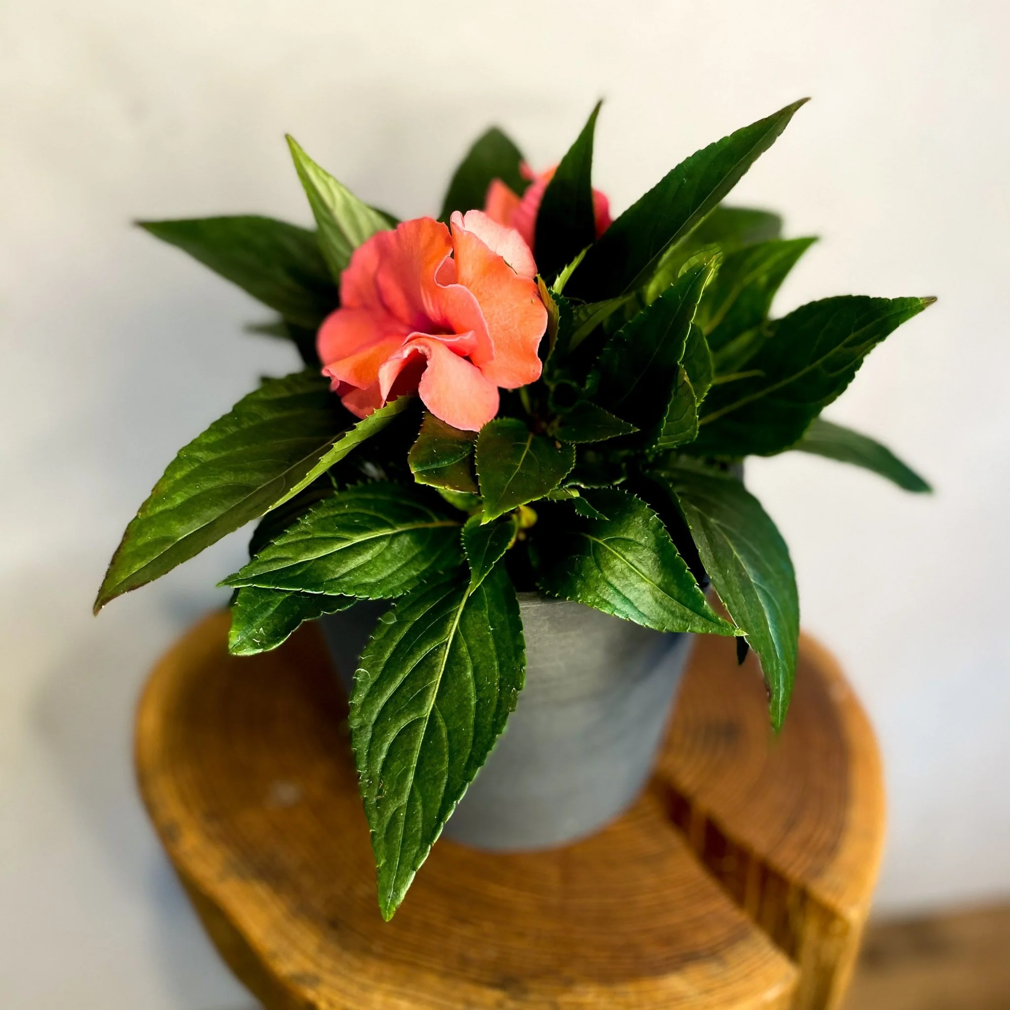 Peach Busy Lizzie - Impatiens 'New Guinea'