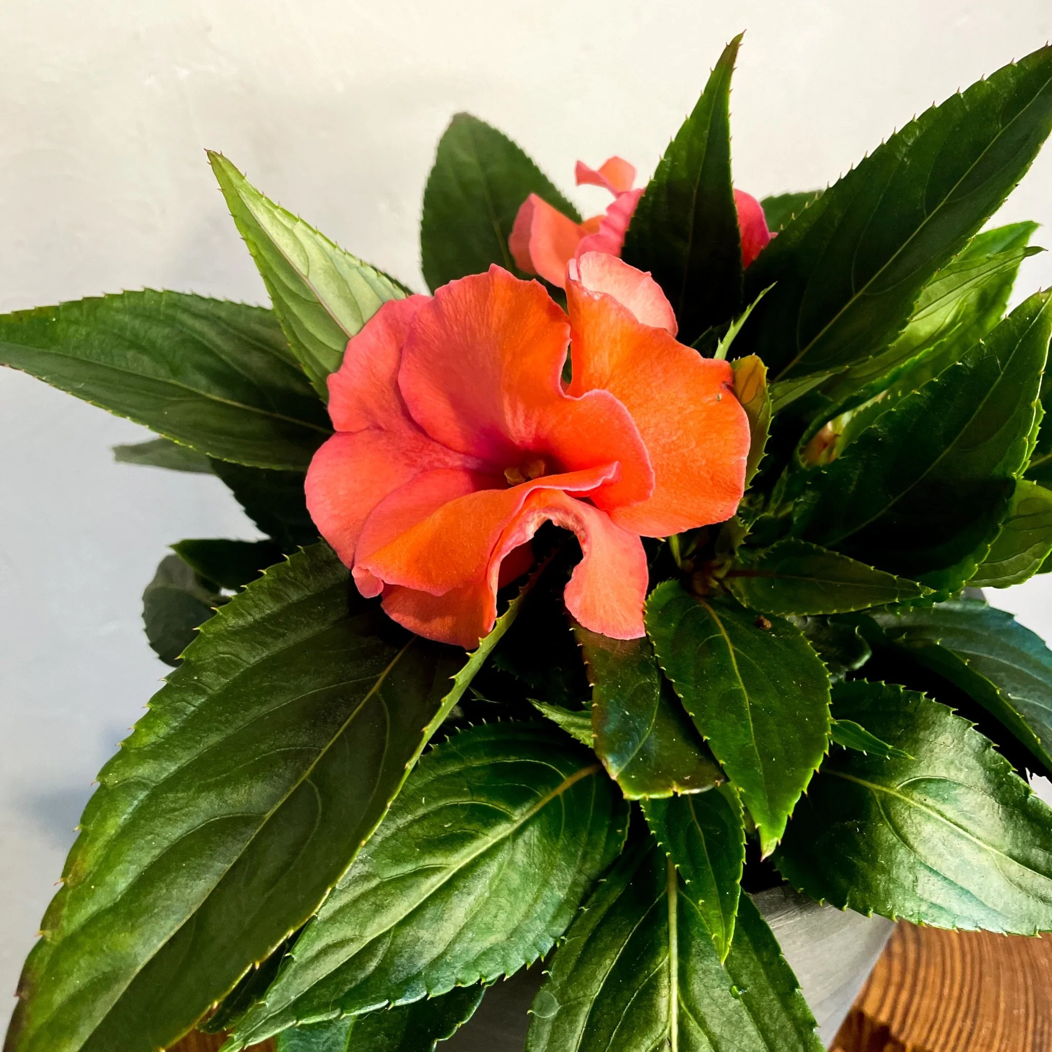 Peach Busy Lizzie - Impatiens 'New Guinea' - Image 2