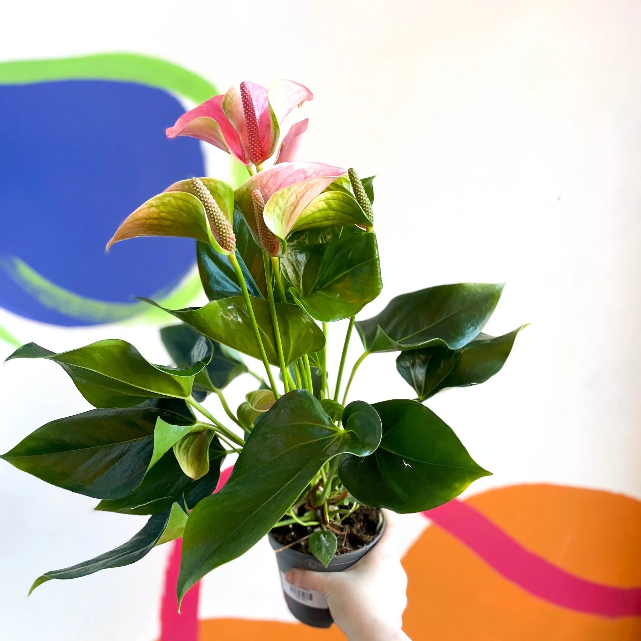 Peach Flamingo Flower - Anthurium andraeanum 'Joli Peach'