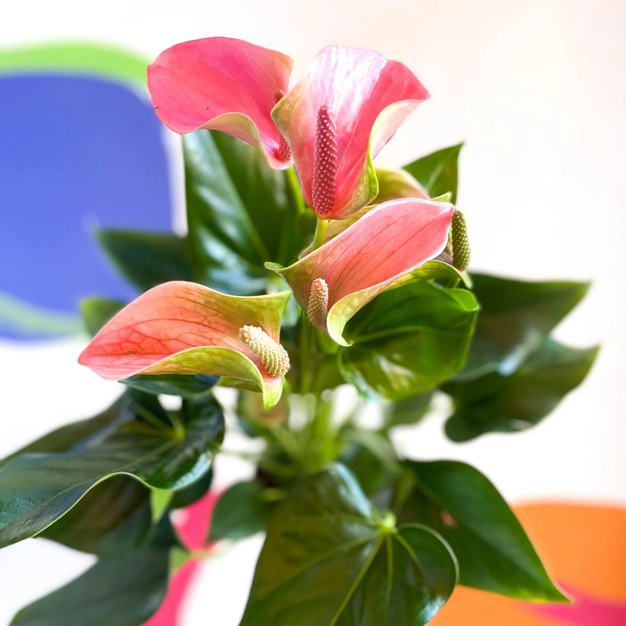 Peach Flamingo Flower - Anthurium andraeanum 'Joli Peach' - Image 2