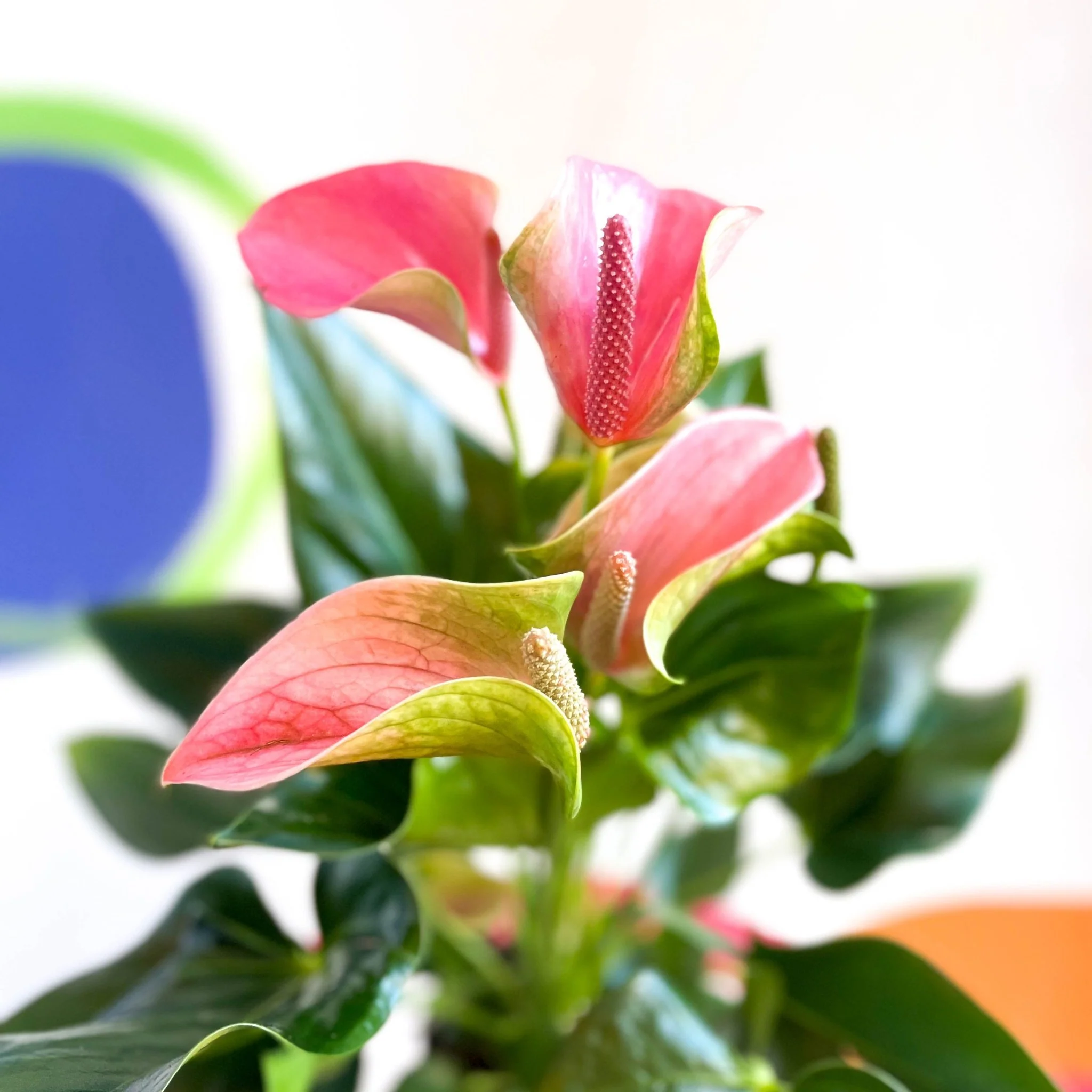 Peach Flamingo Flower - Anthurium andraeanum 'Joli Peach' - Image 3