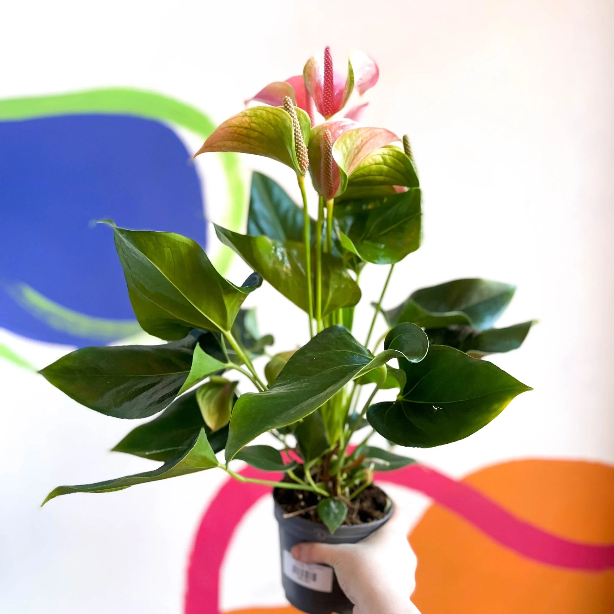Peach Flamingo Flower - Anthurium andraeanum 'Joli Peach' - Image 4