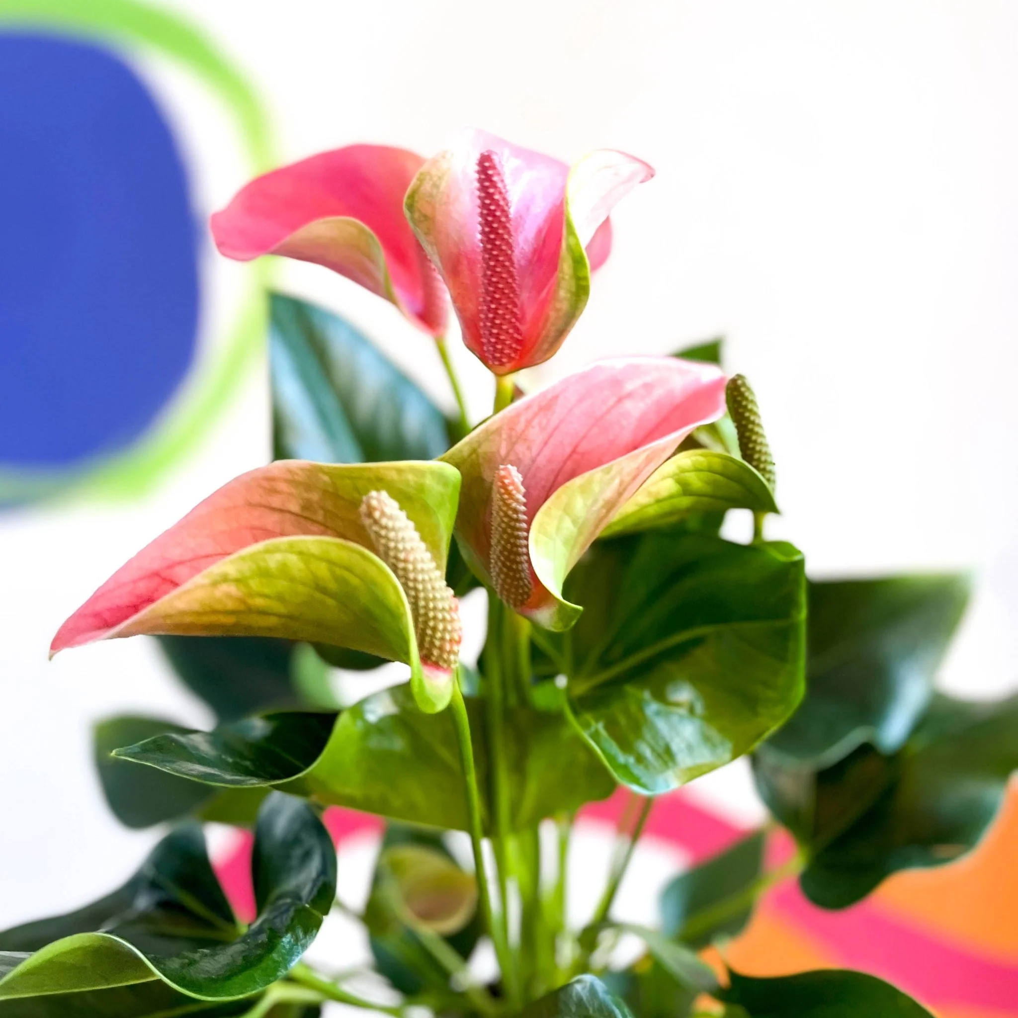 Peach Flamingo Flower - Anthurium andraeanum 'Joli Peach' - Image 5