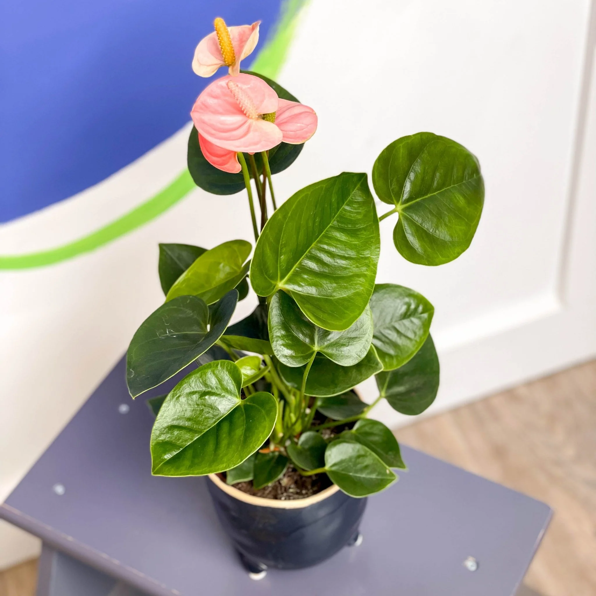 Anthurium andraeanum 'Spirit' - Peach Flamingo Flower
