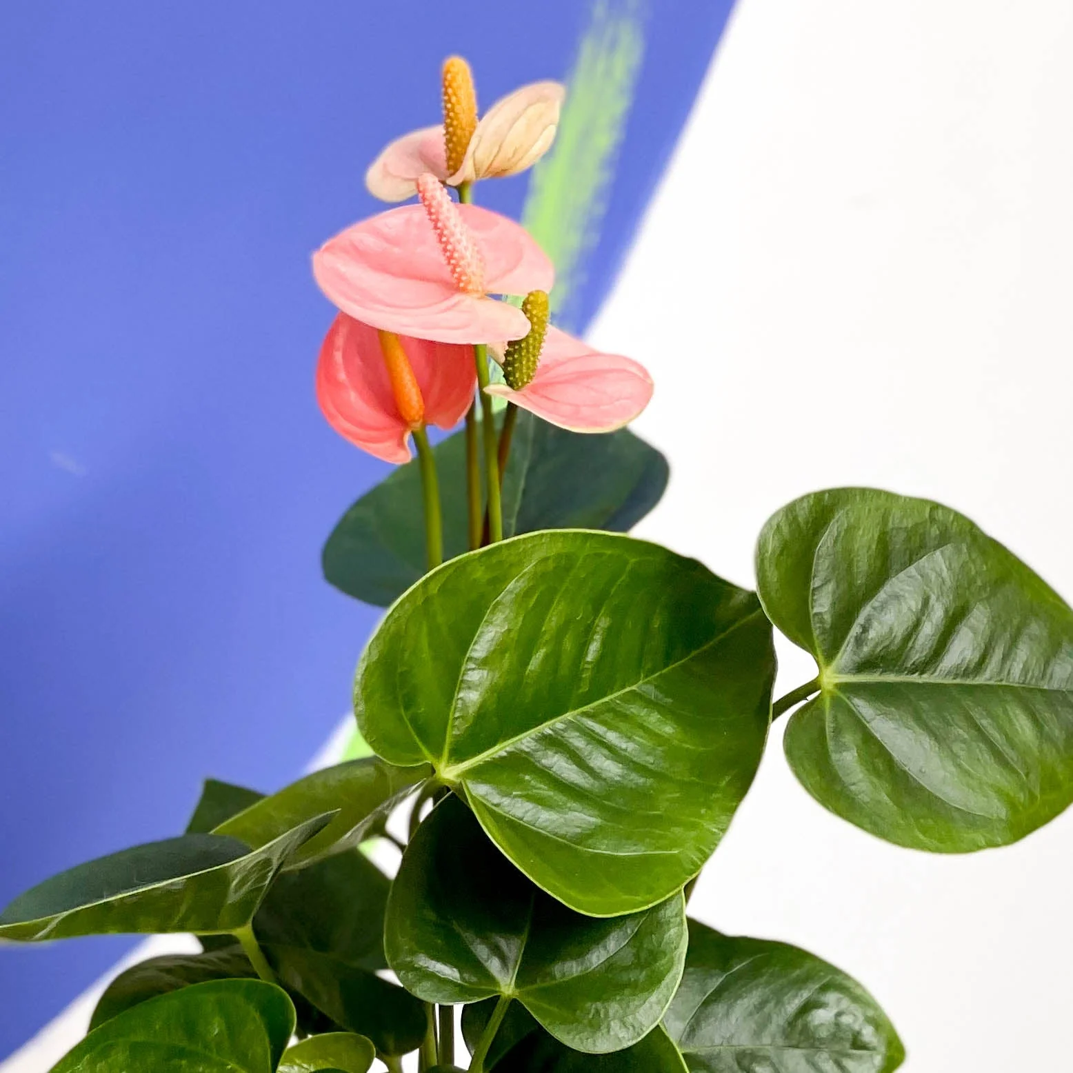 Anthurium andraeanum 'Spirit' - Peach Flamingo Flower - Image 2