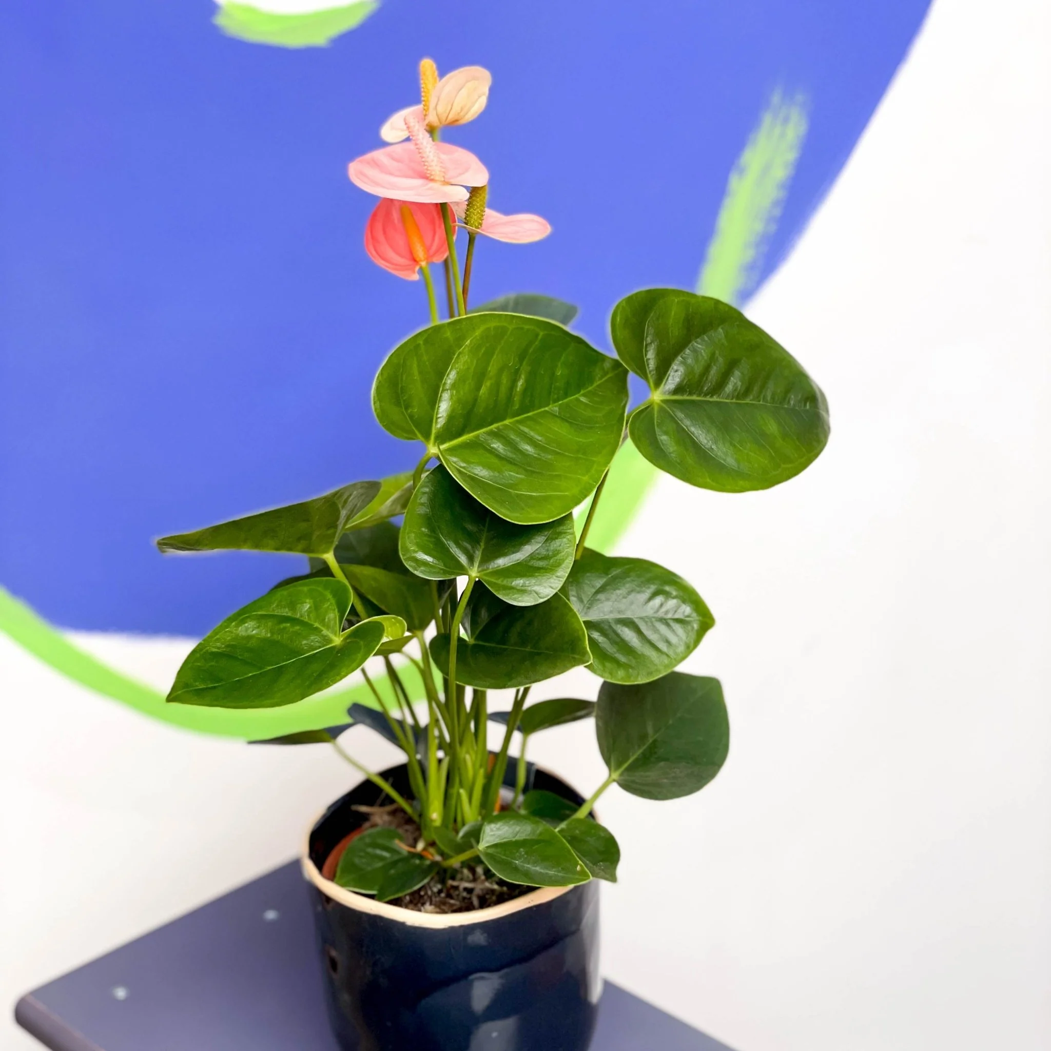 Anthurium andraeanum 'Spirit' - Peach Flamingo Flower - Image 3