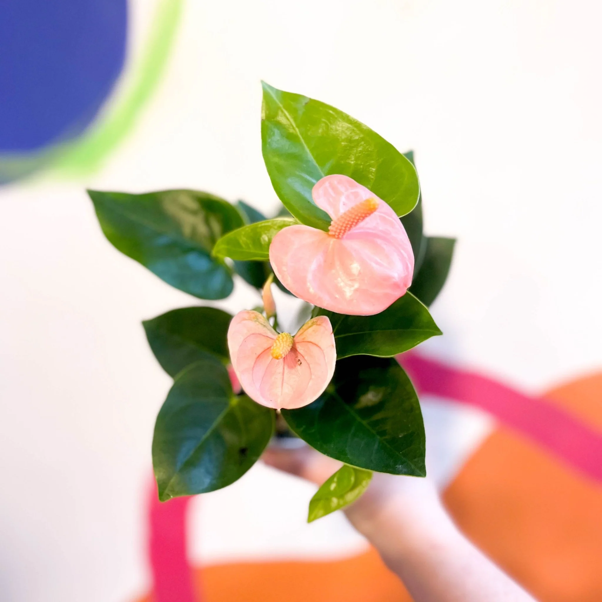 Anthurium andraeanum 'Spirit' - Peach Flamingo Flower - Image 4