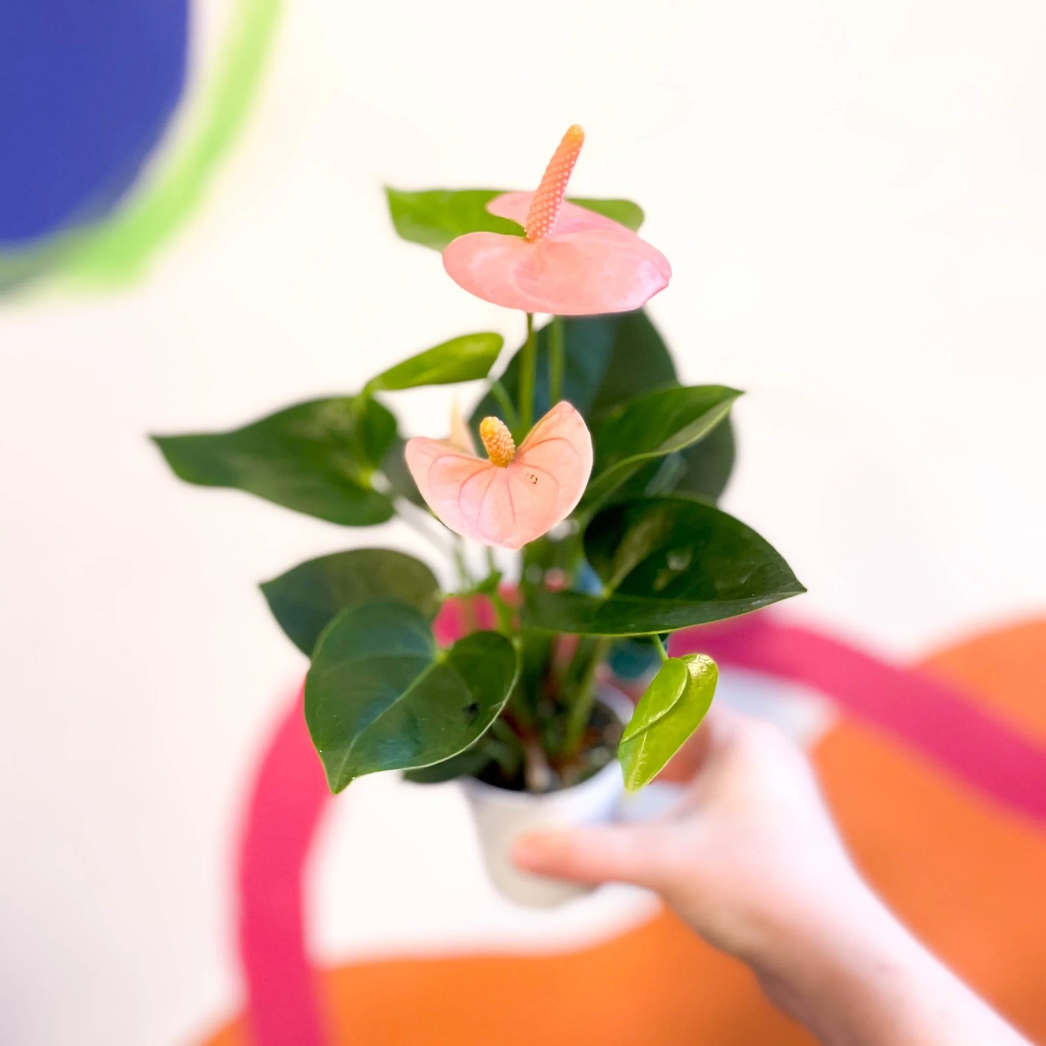 Anthurium andraeanum 'Spirit' - Peach Flamingo Flower - Image 5