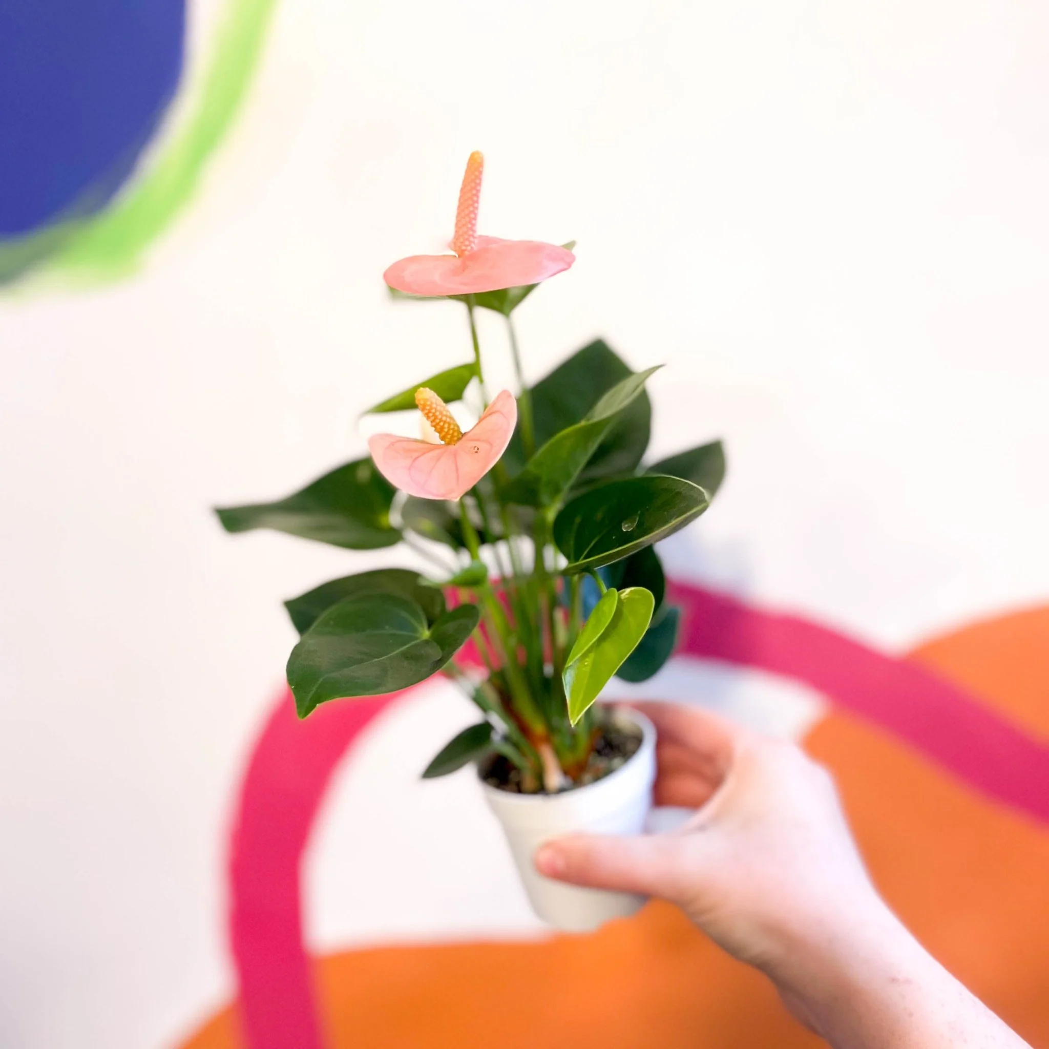 Anthurium andraeanum 'Spirit' - Peach Flamingo Flower - Image 6