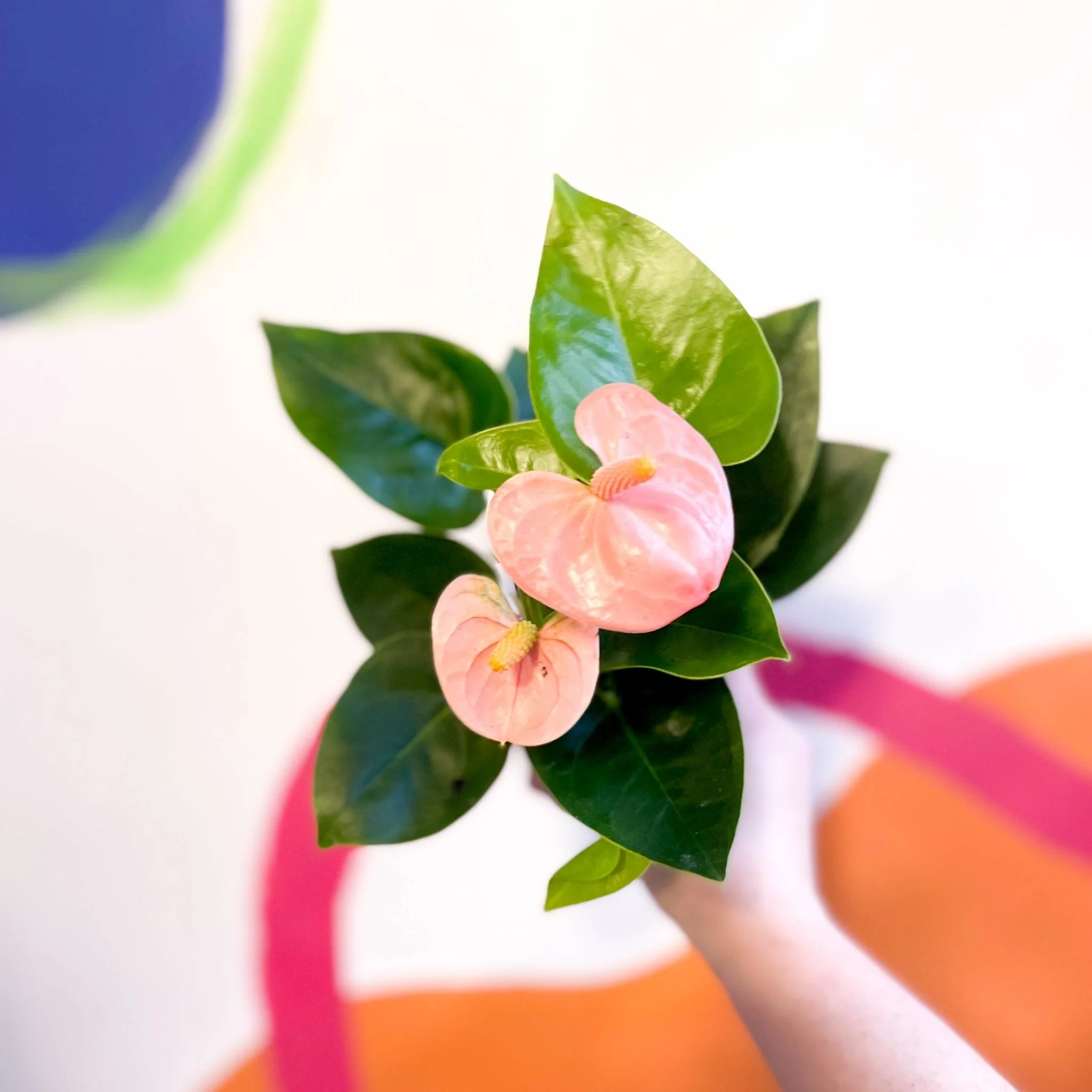 Anthurium andraeanum 'Spirit' - Peach Flamingo Flower - Image 7