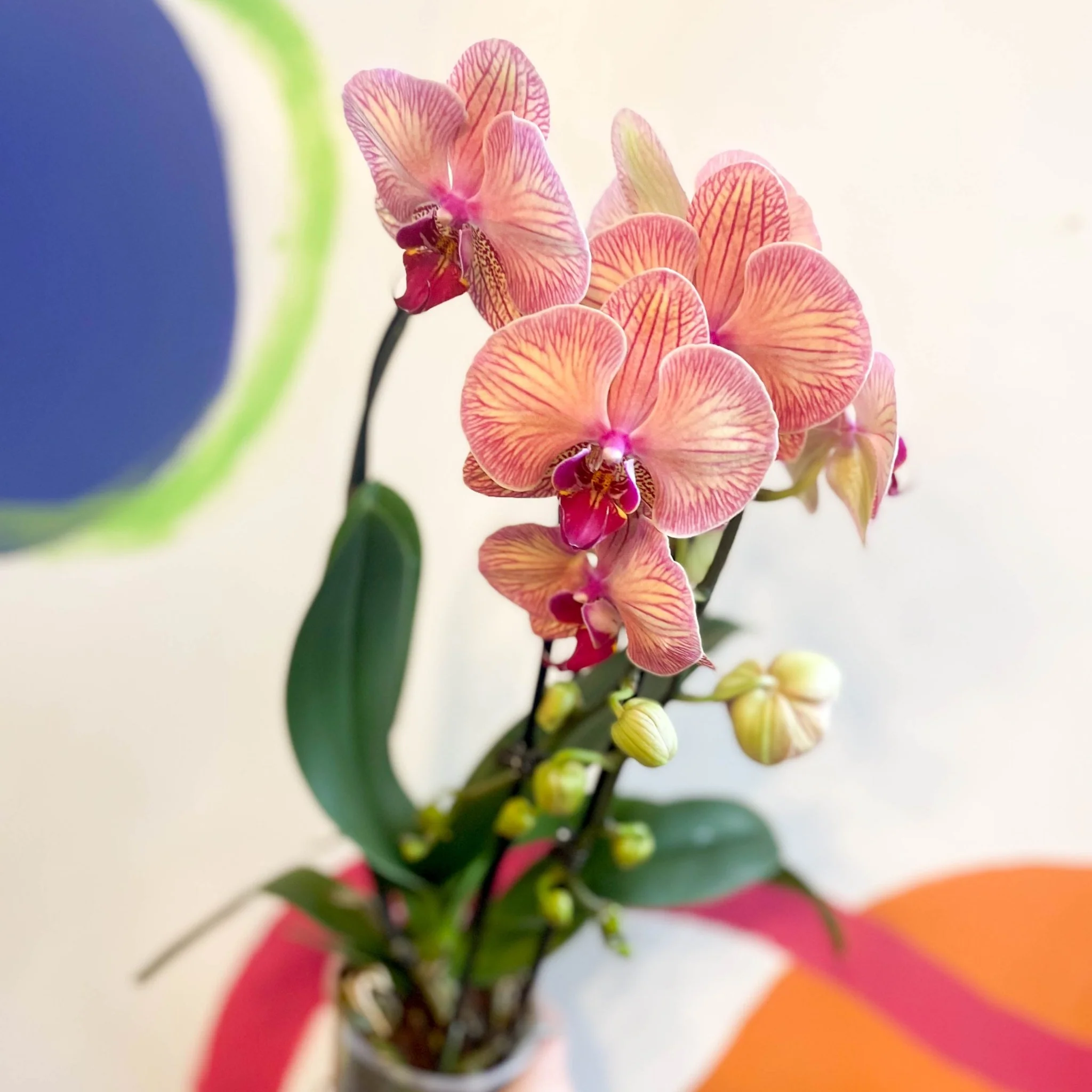 Peach & Pink Moth Orchid - Phalaenopsis 'Tropical Wonderland' - Image 3
