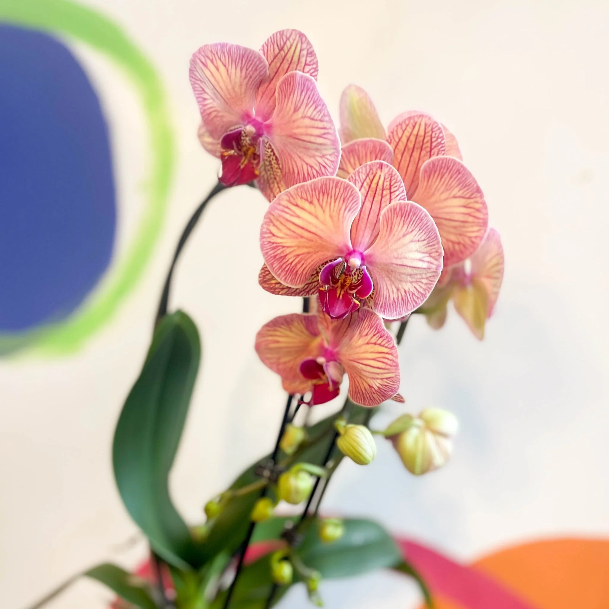 Peach & Pink Moth Orchid - Phalaenopsis 'Tropical Wonderland' - Image 4