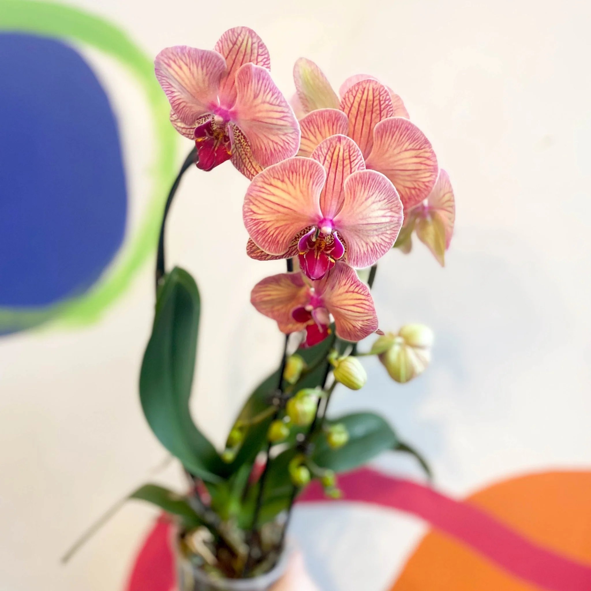 Peach & Pink Moth Orchid - Phalaenopsis 'Tropical Wonderland' - Image 5