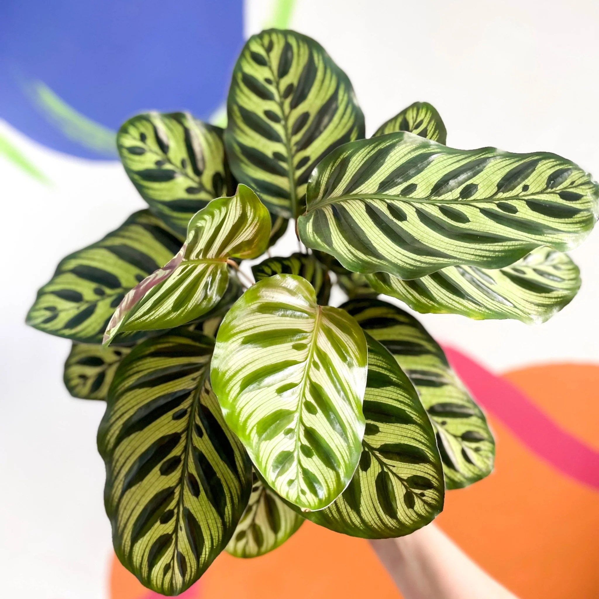 Calathea makoyana - Peacock Plant - Image 10