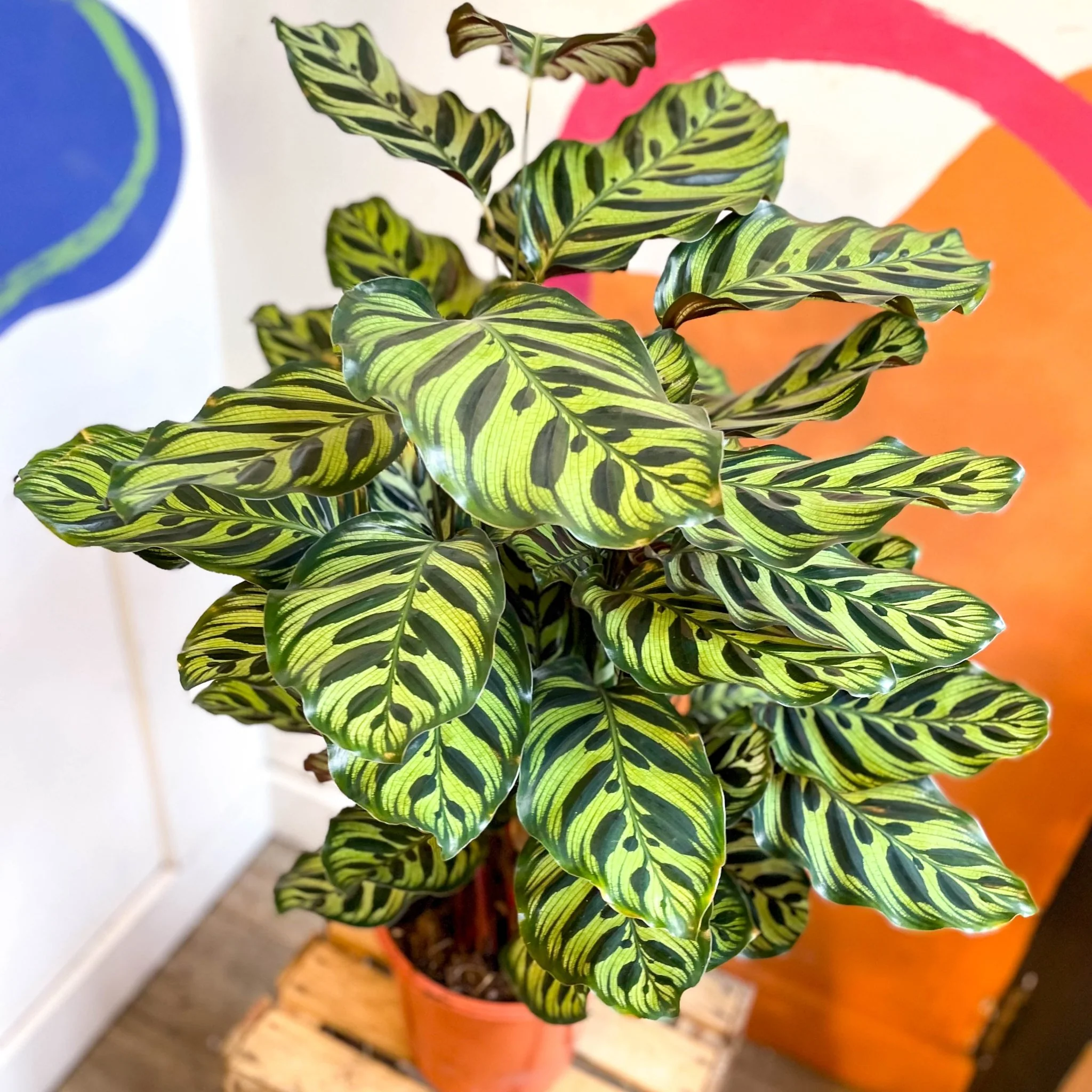Calathea makoyana - Peacock Plant - Image 13