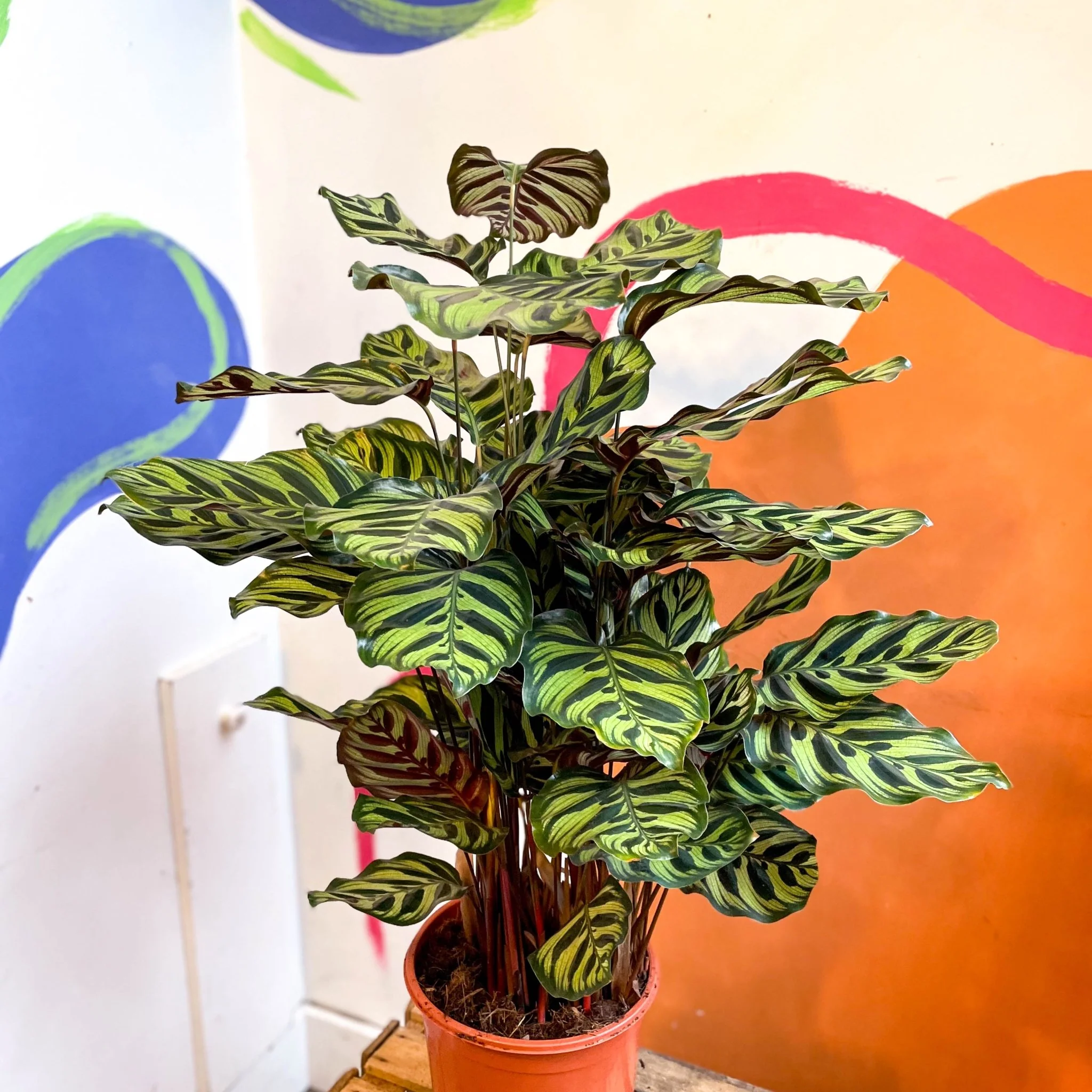 Calathea makoyana - Peacock Plant - Image 15