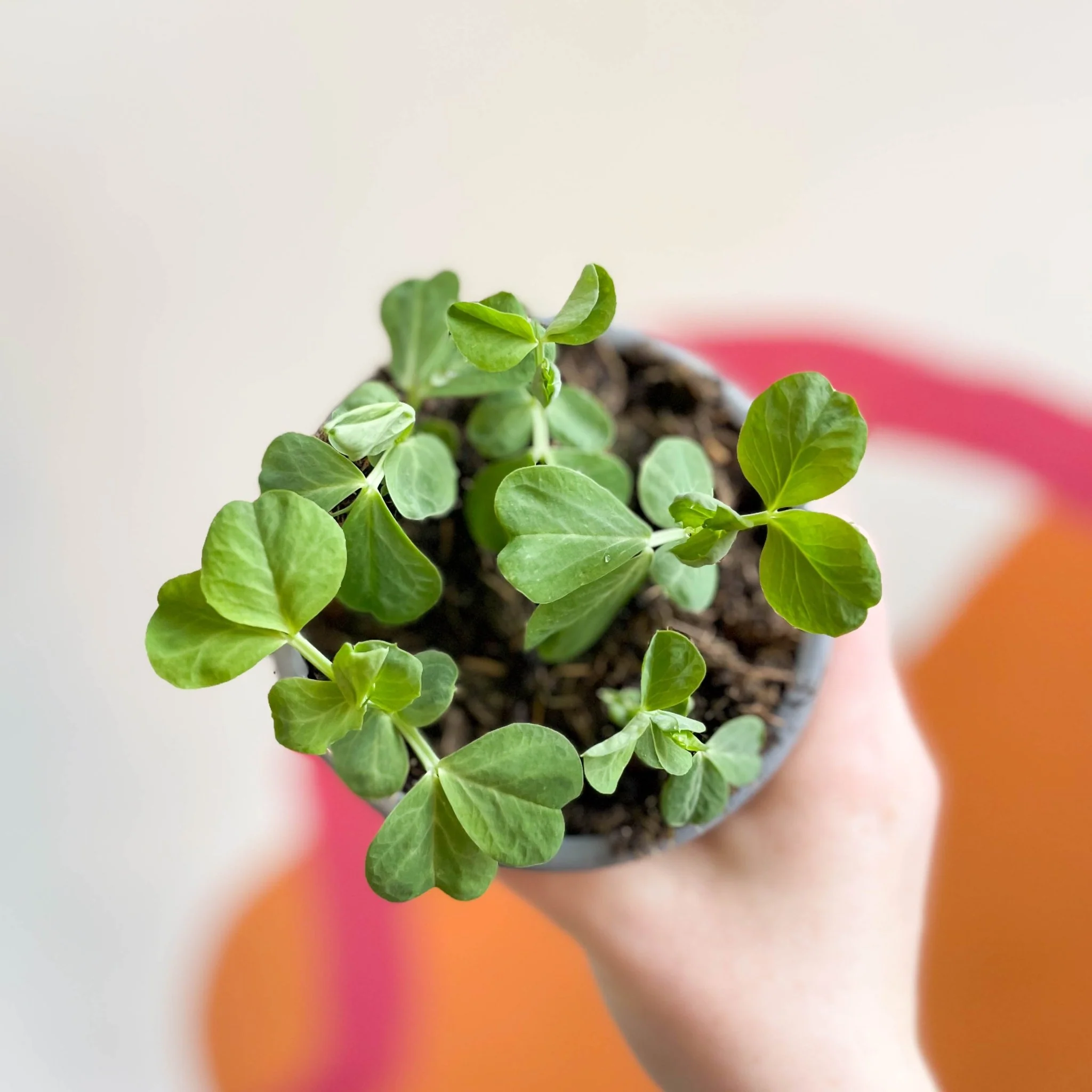 Pisum sativum 'Early Onward' - Peas - British Grown