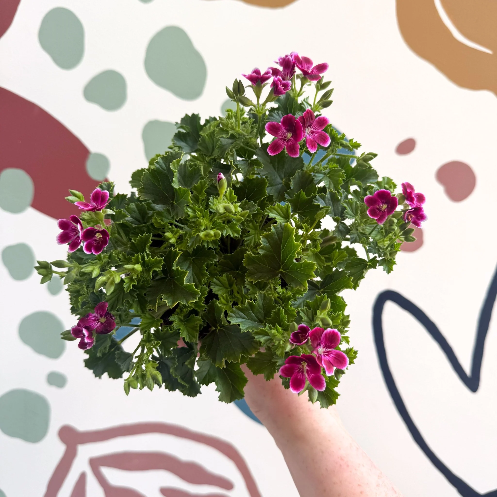 Pelargonium 'Angel Parfum Nova'