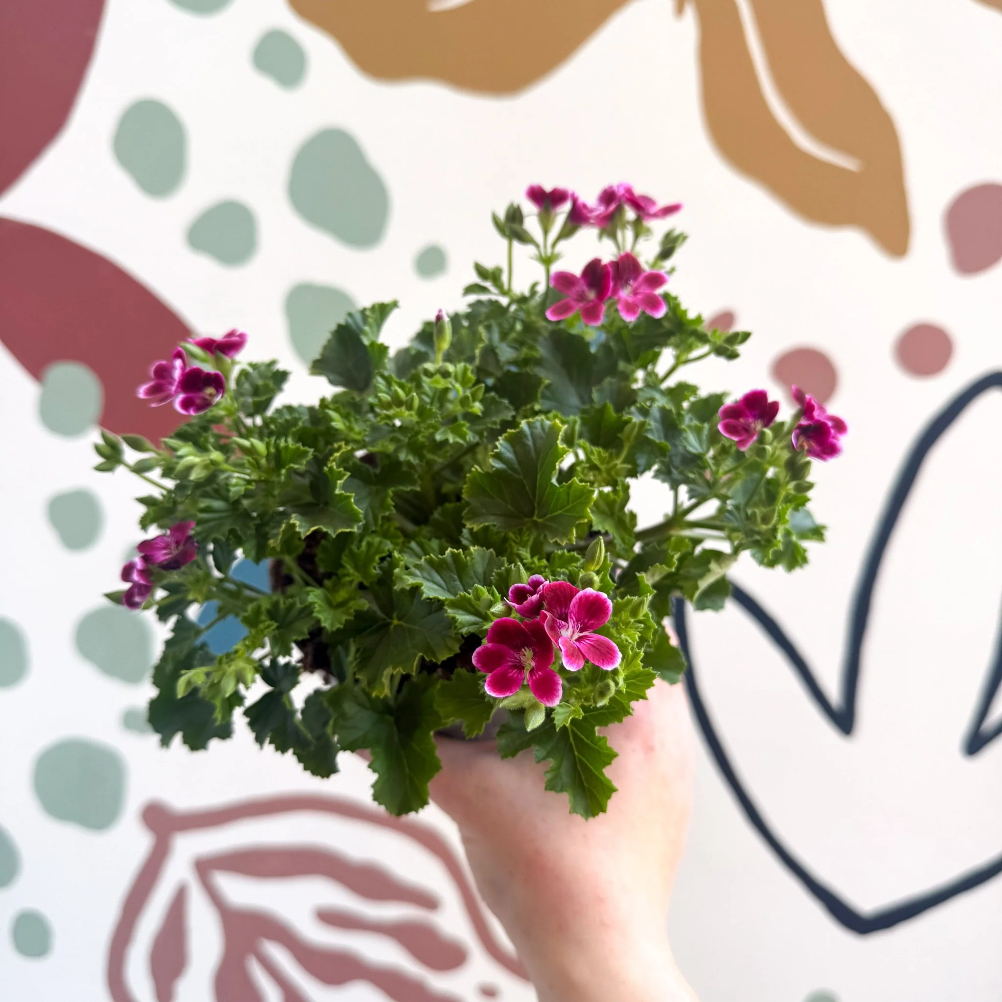 Pelargonium 'Angel Parfum Nova' - Image 10