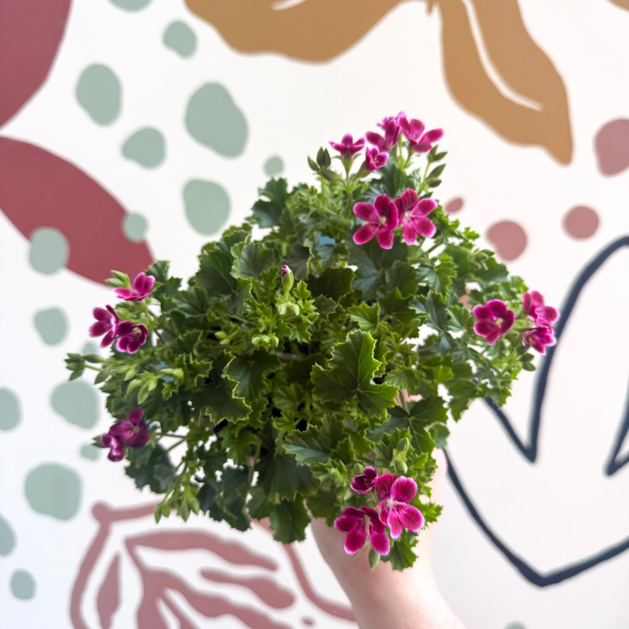 Pelargonium 'Angel Parfum Nova' - Image 11