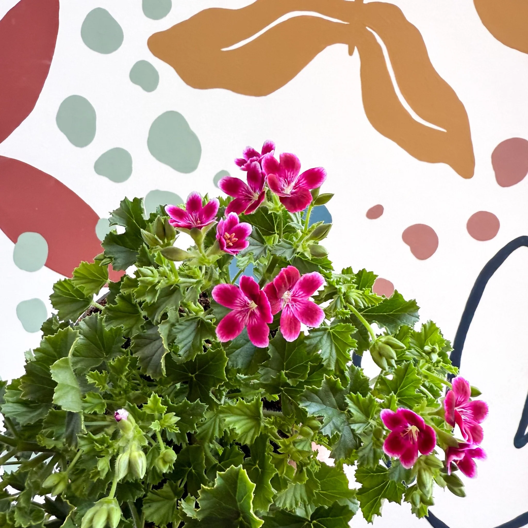 Pelargonium 'Angel Parfum Nova' - Image 2