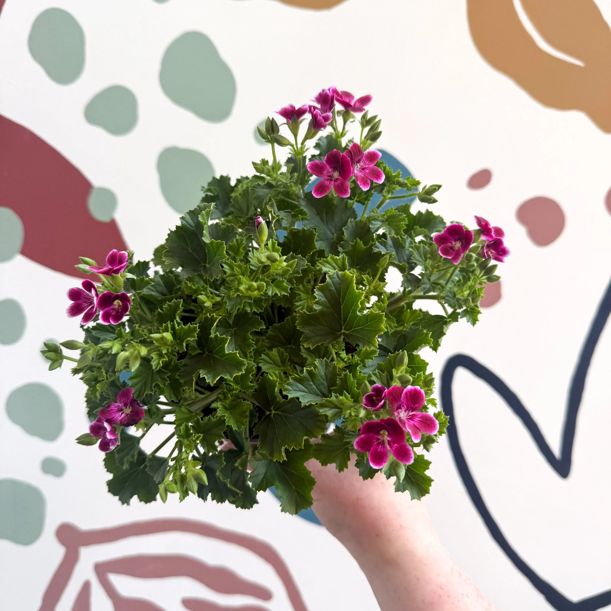 Pelargonium 'Angel Parfum Nova' - Image 3