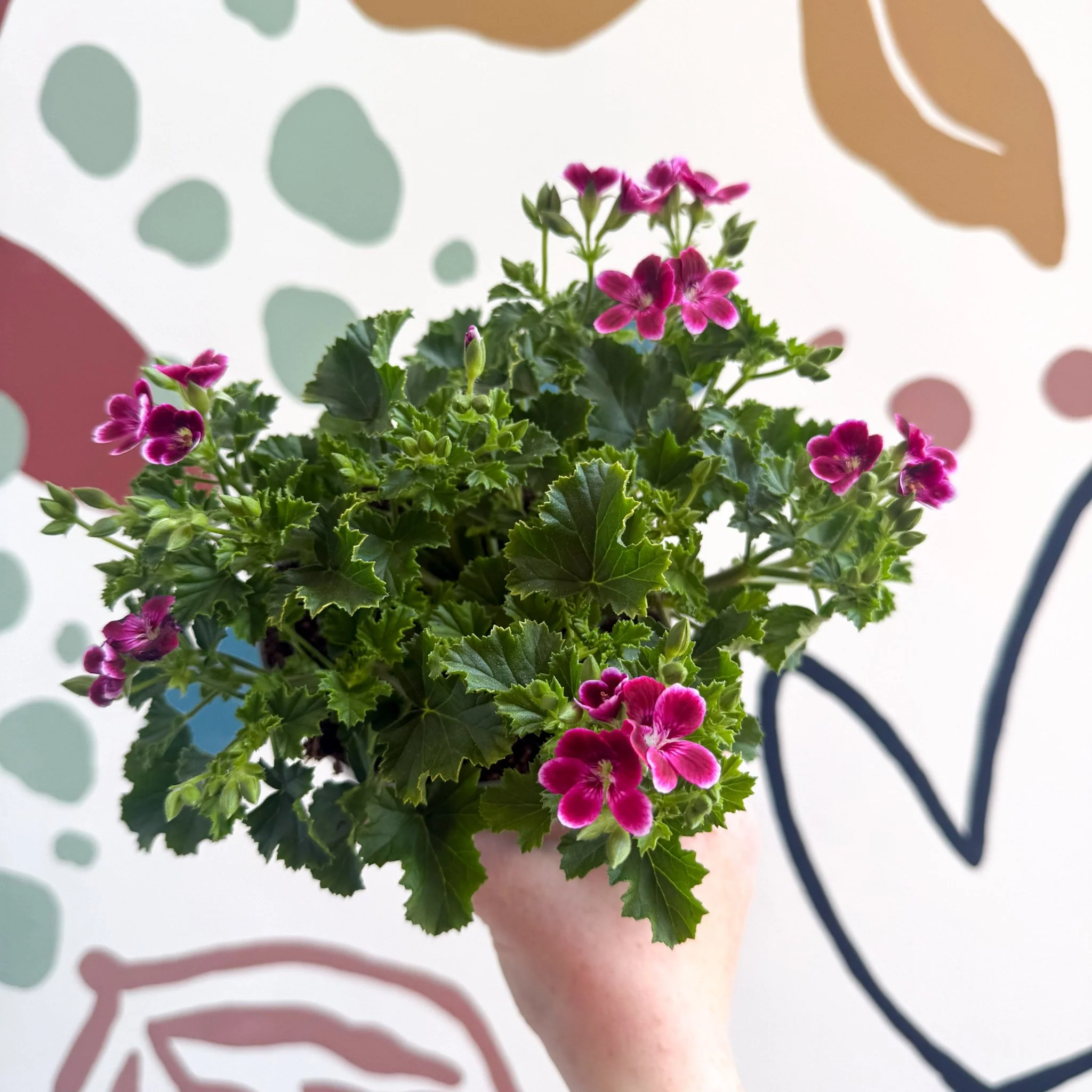 Pelargonium 'Angel Parfum Nova' - Image 4