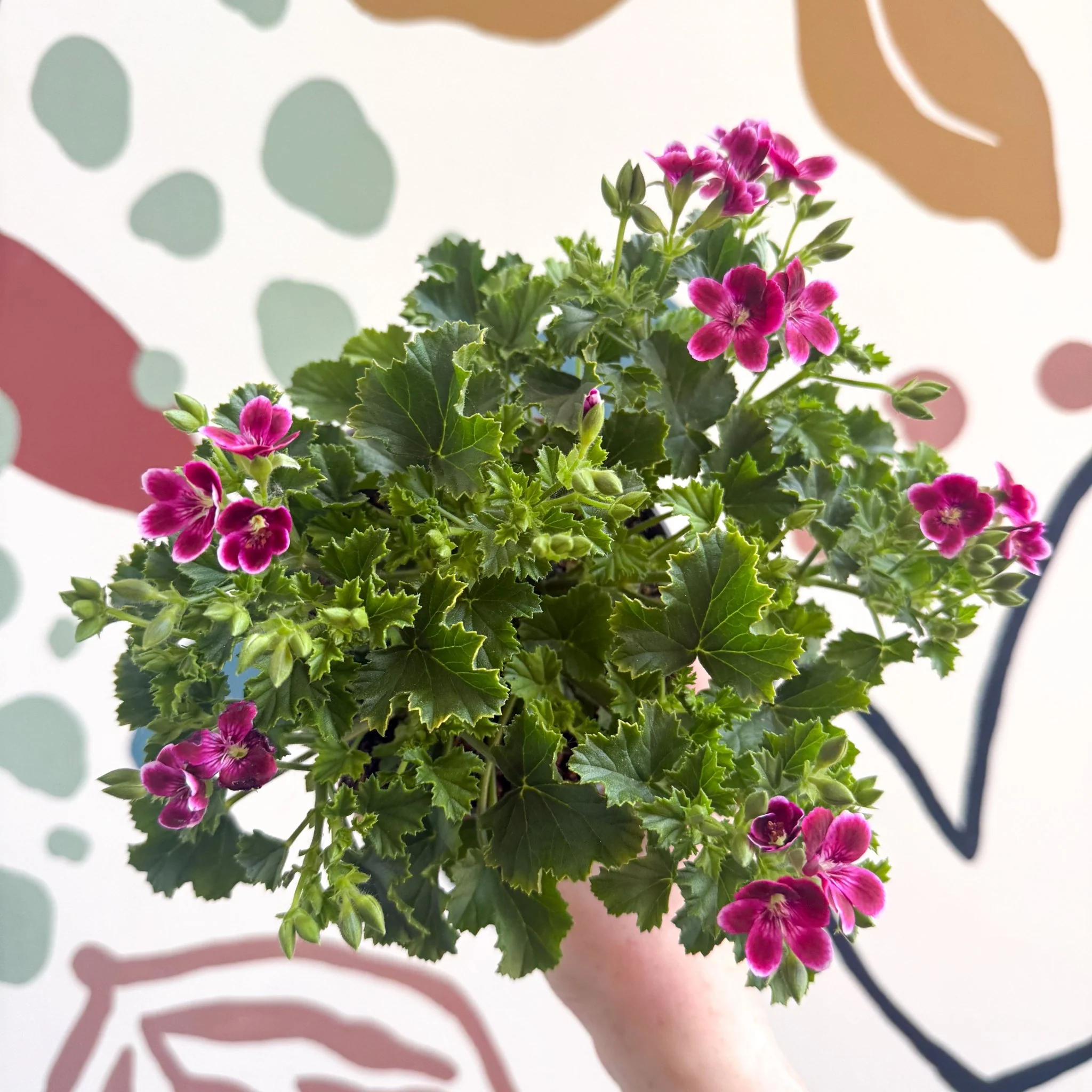 Pelargonium 'Angel Parfum Nova' - Image 5