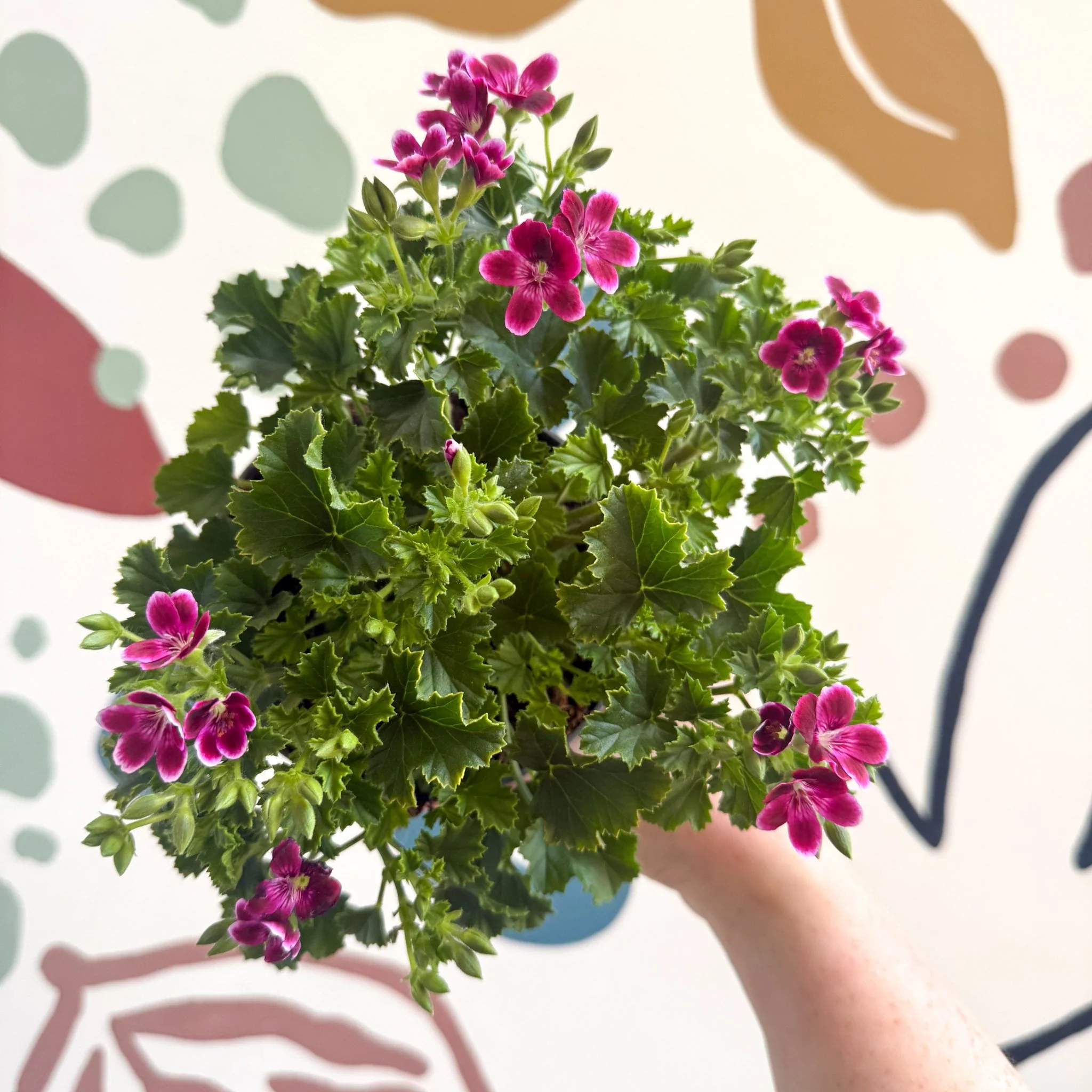 Pelargonium 'Angel Parfum Nova' - Image 6