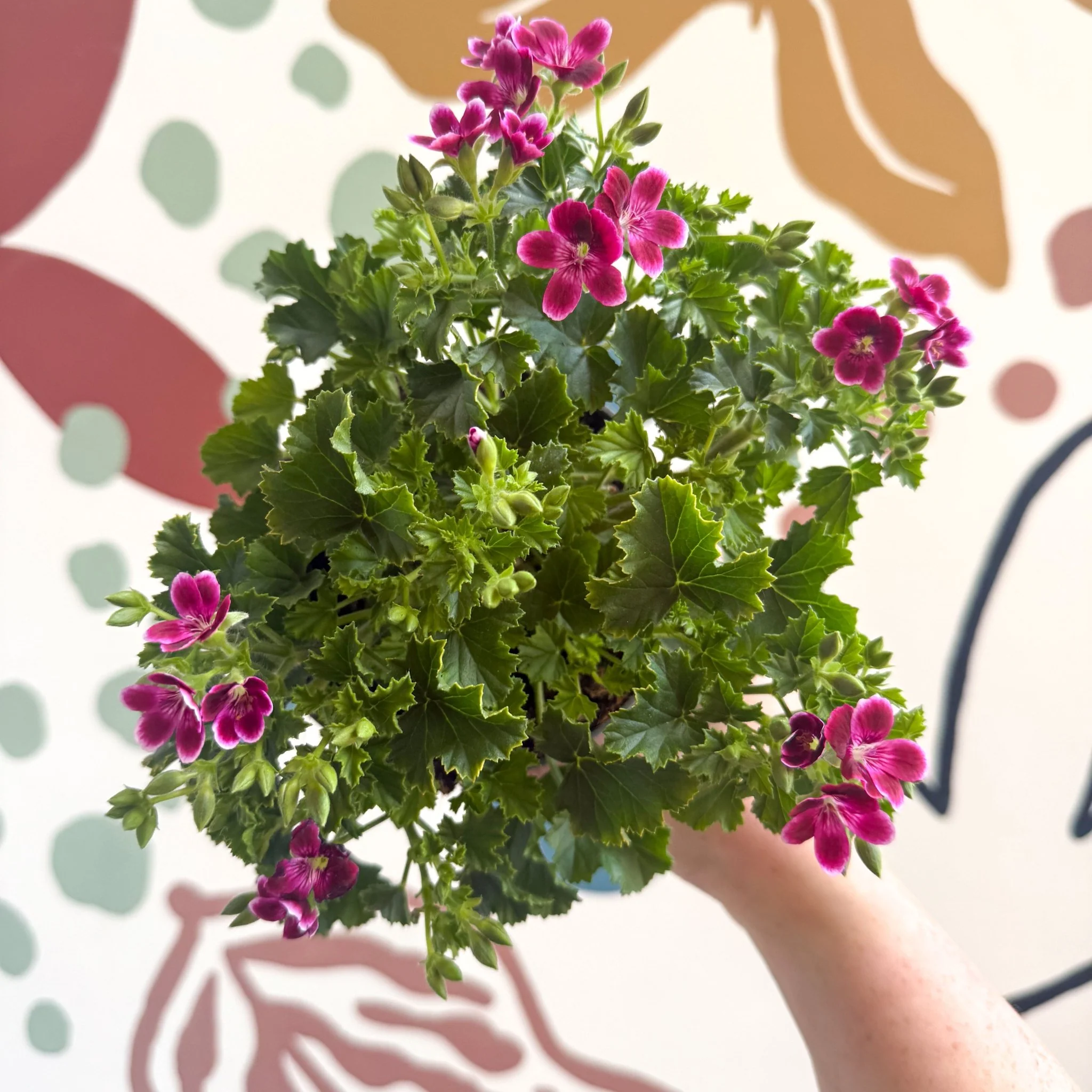 Pelargonium 'Angel Parfum Nova' - Image 7