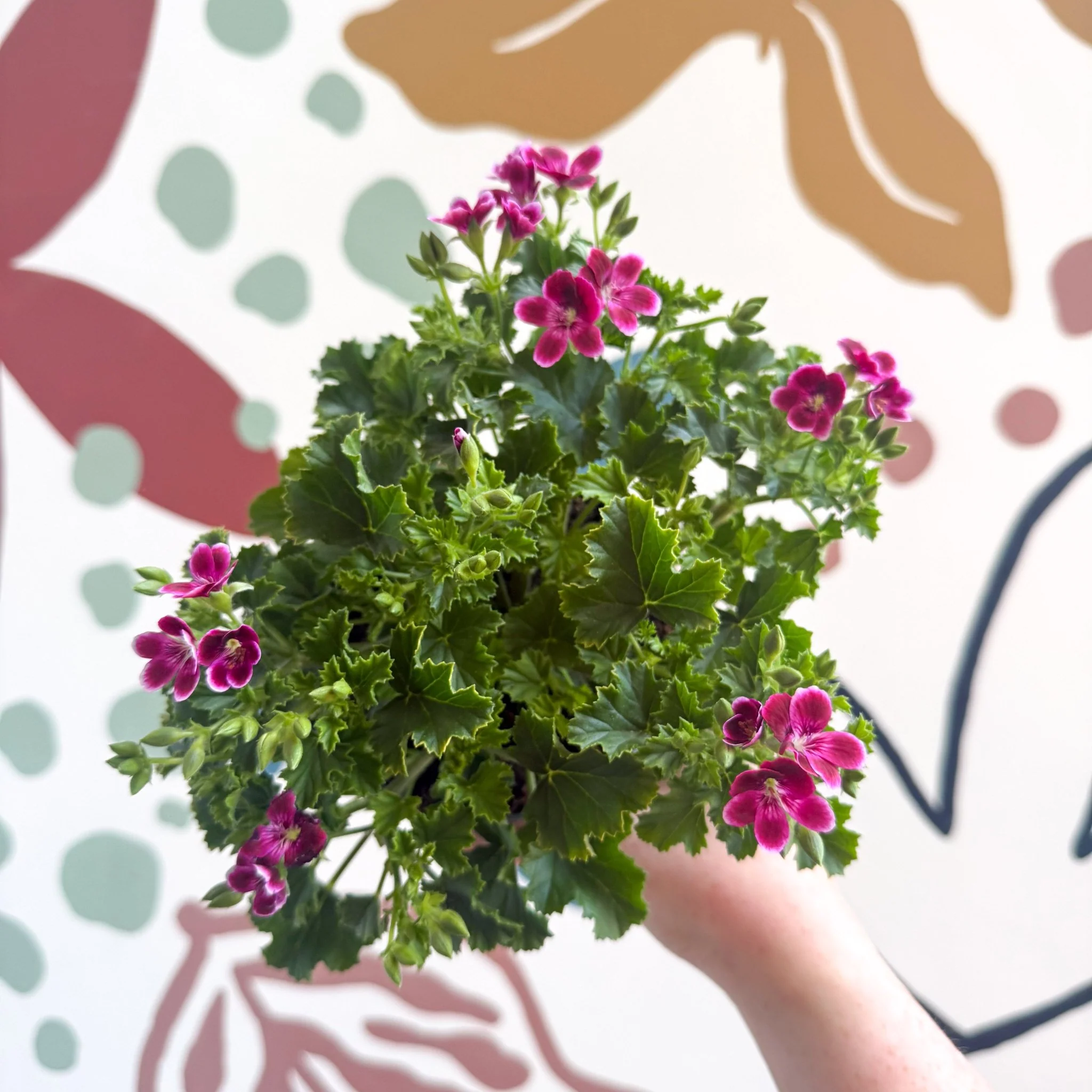 Pelargonium 'Angel Parfum Nova' - Image 8