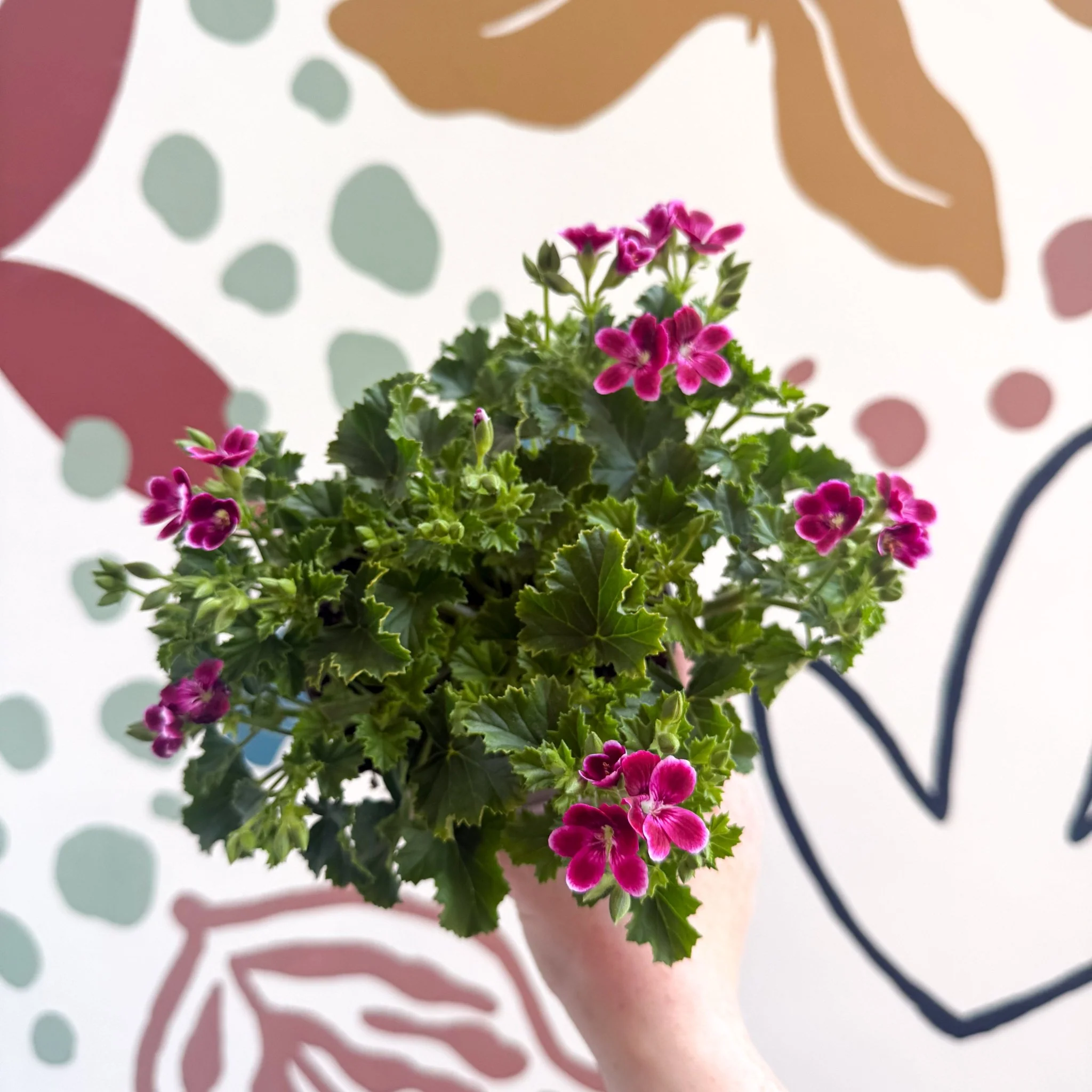 Pelargonium 'Angel Parfum Nova' - Image 9