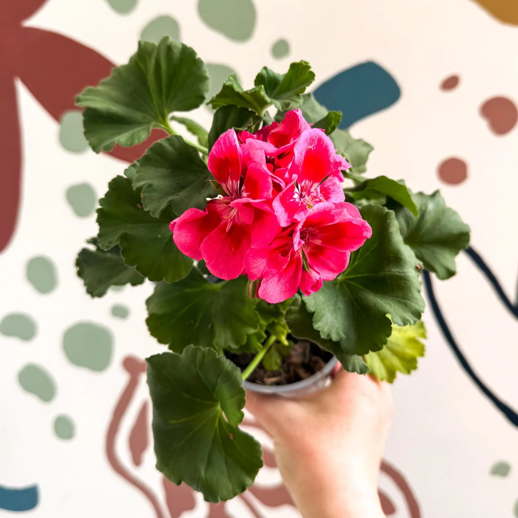 Pelargonium 'Castello Dm Claire Rose Red Eye' - Bedding Geranium