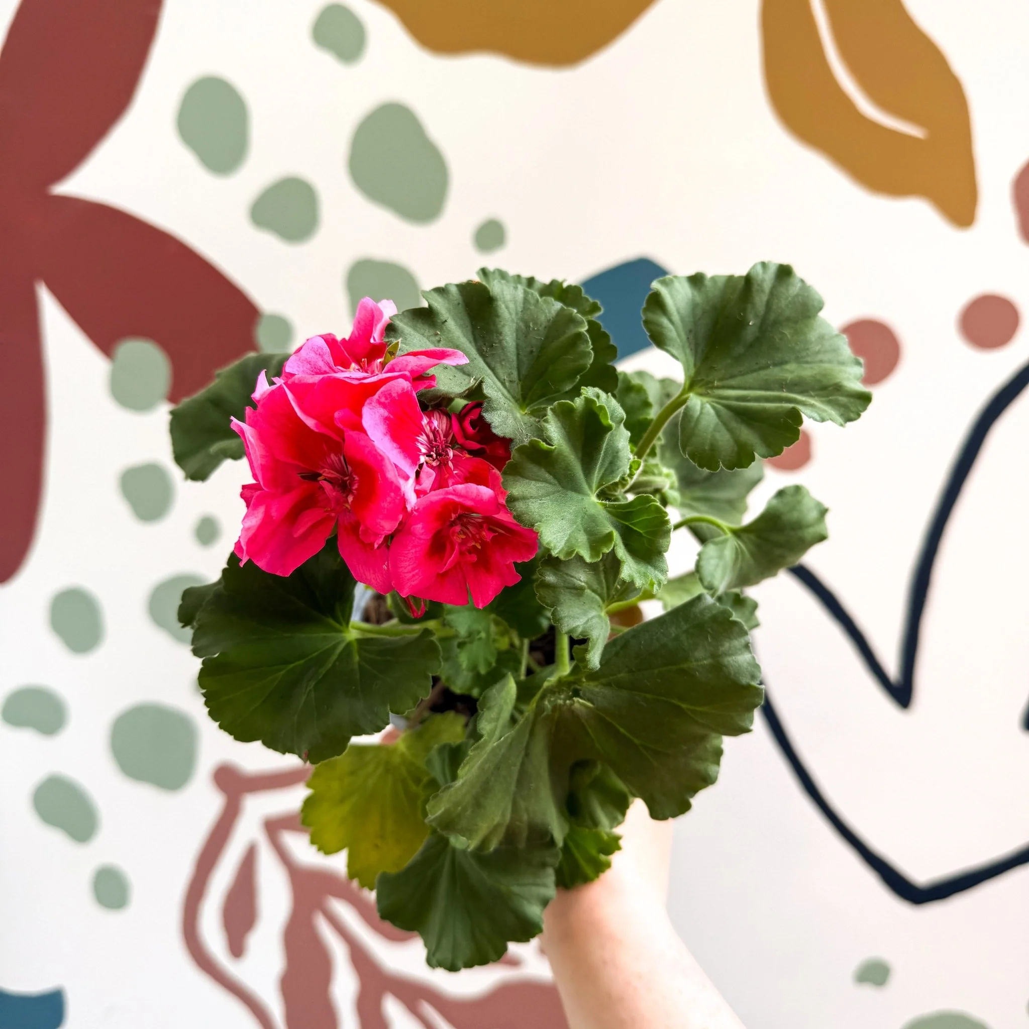Pelargonium 'Castello Dm Claire Rose Red Eye' - Bedding Geranium - Image 10