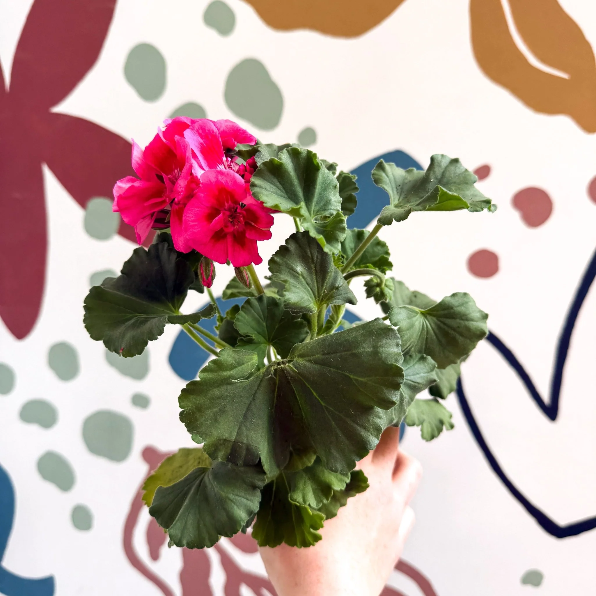 Pelargonium 'Castello Dm Claire Rose Red Eye' - Bedding Geranium - Image 11