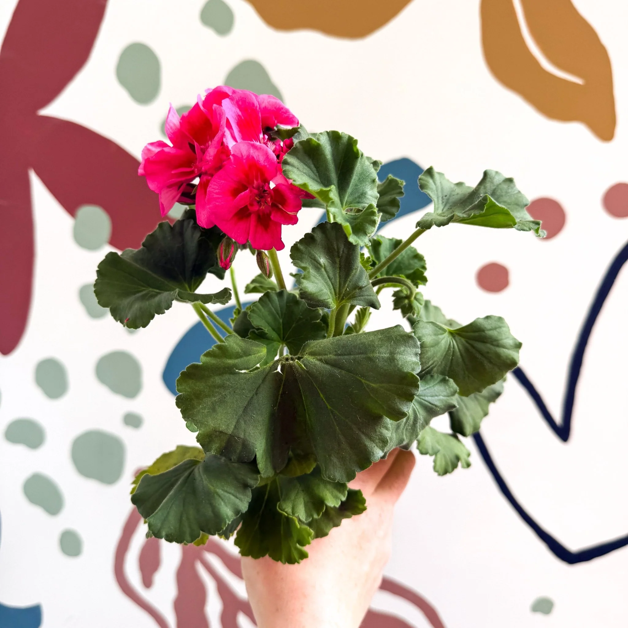 Pelargonium 'Castello Dm Claire Rose Red Eye' - Bedding Geranium - Image 12
