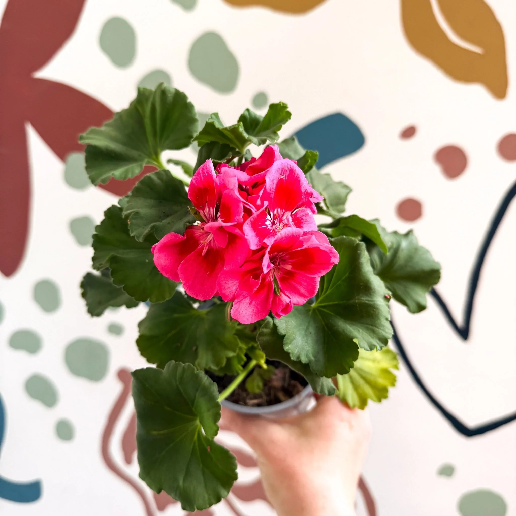 Pelargonium 'Castello Dm Claire Rose Red Eye' - Bedding Geranium - Image 2