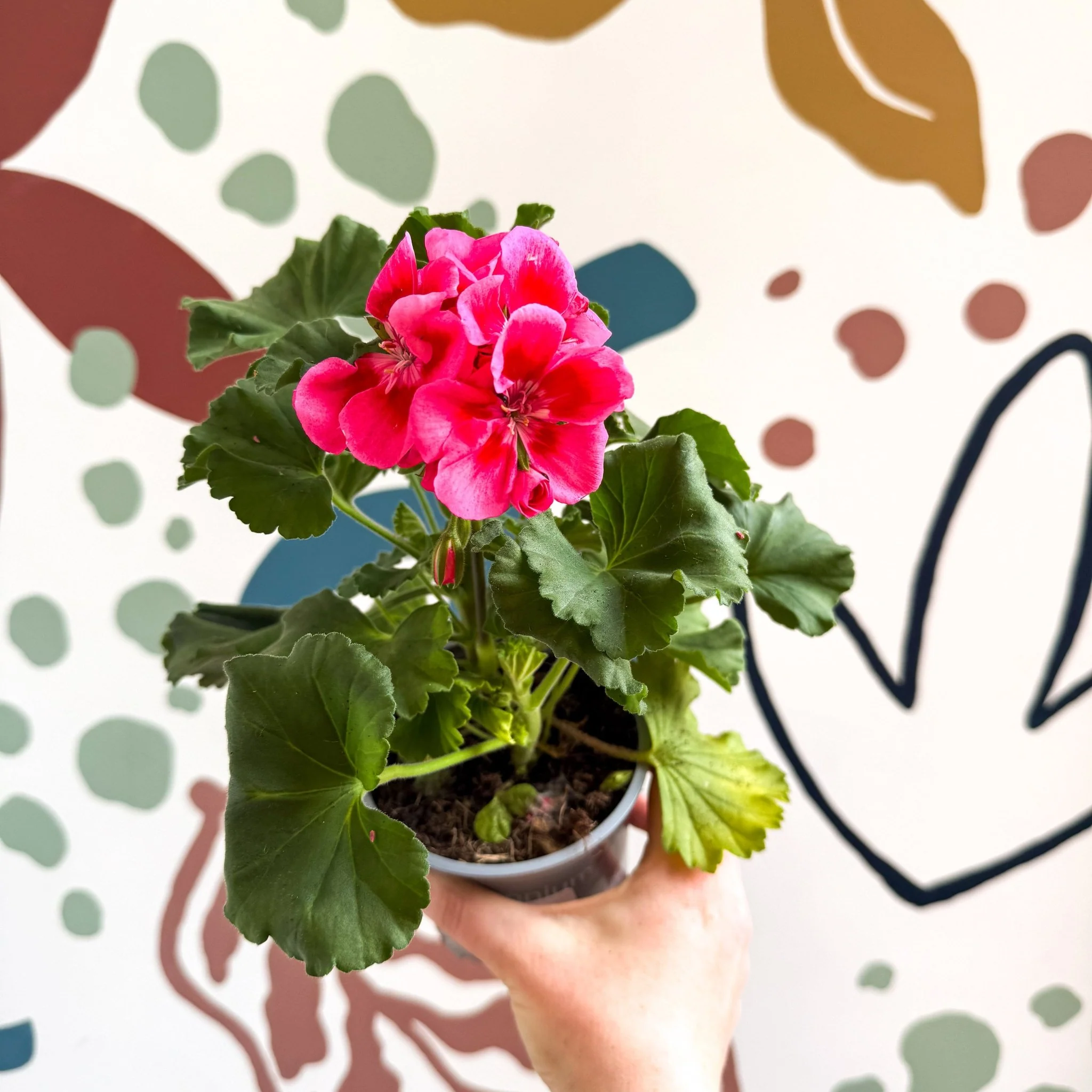 Pelargonium 'Castello Dm Claire Rose Red Eye' - Bedding Geranium - Image 3