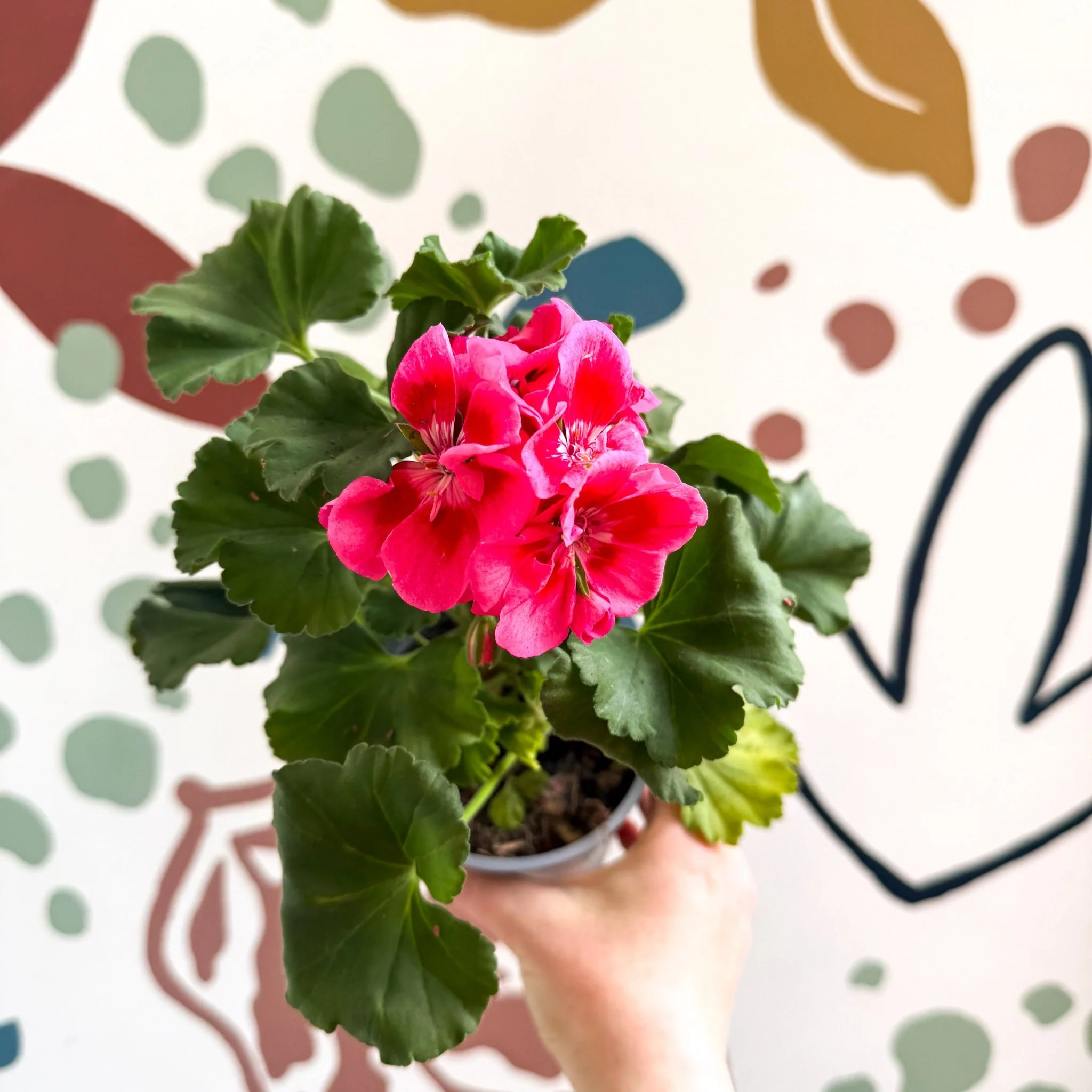 Pelargonium 'Castello Dm Claire Rose Red Eye' - Bedding Geranium - Image 4
